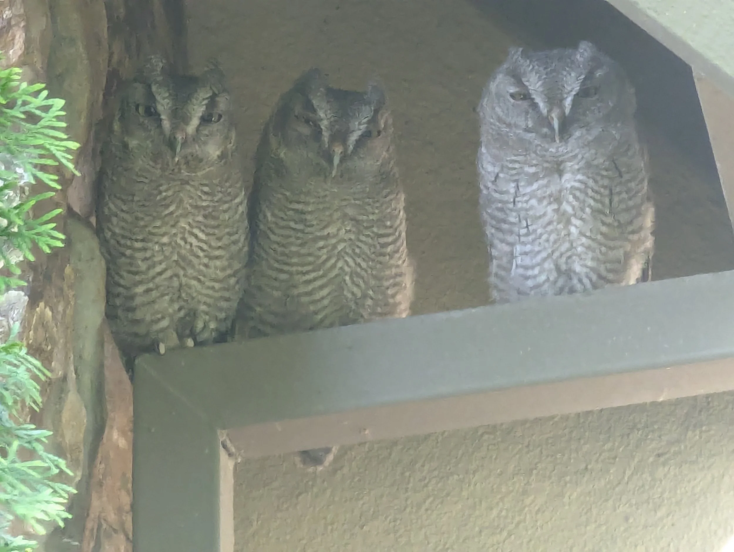Mother Owl by Robert Gibbons 

Western Screech Mother Owl with Owlets Perched Under Eve at Ruby Hill House - May