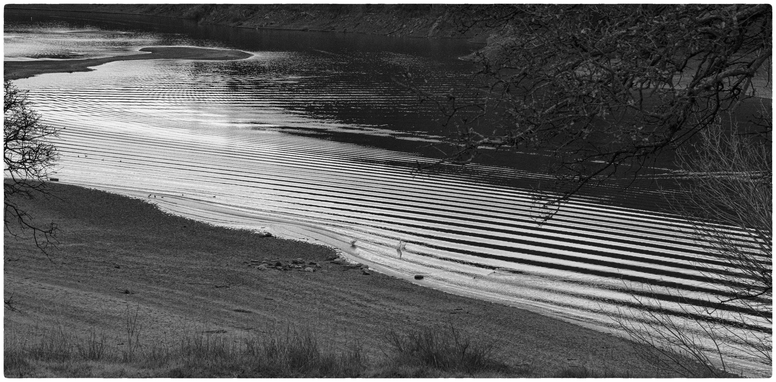 Lake Del Valle by Richard Finn.

 It looks so peaceful in black and white, almost like a silver mirror tucked behind the shore. Those bare branches reaching over the water give it a bit of a lonely, quiet feel, especially with the way they stand out 