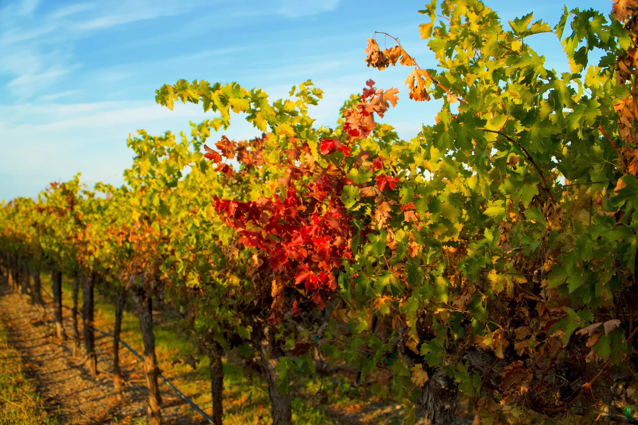 Maroon Leaves by Spencer DeMera

Maroon Leaves in a Fall Vineyard