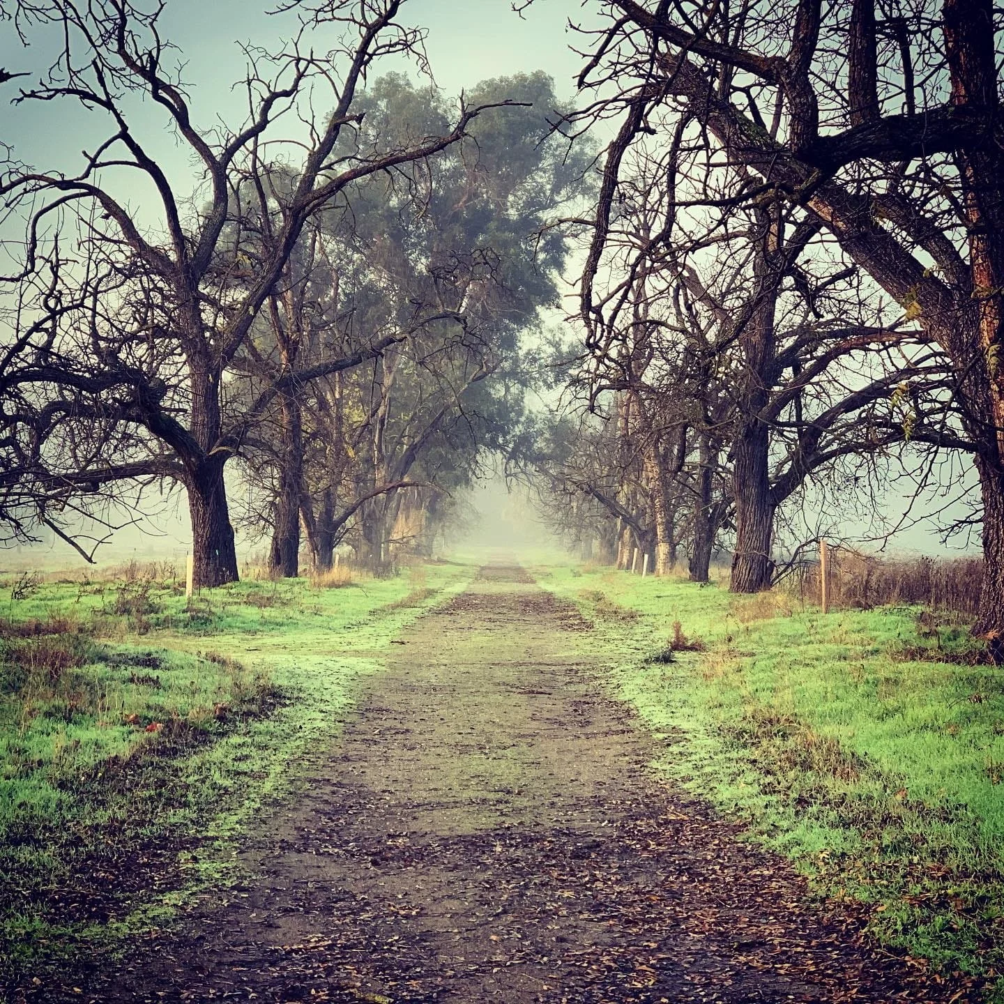 Foggy Morning Hike by Lynn Monica. 

 Foggy Morning Hike in Sycamore Grove