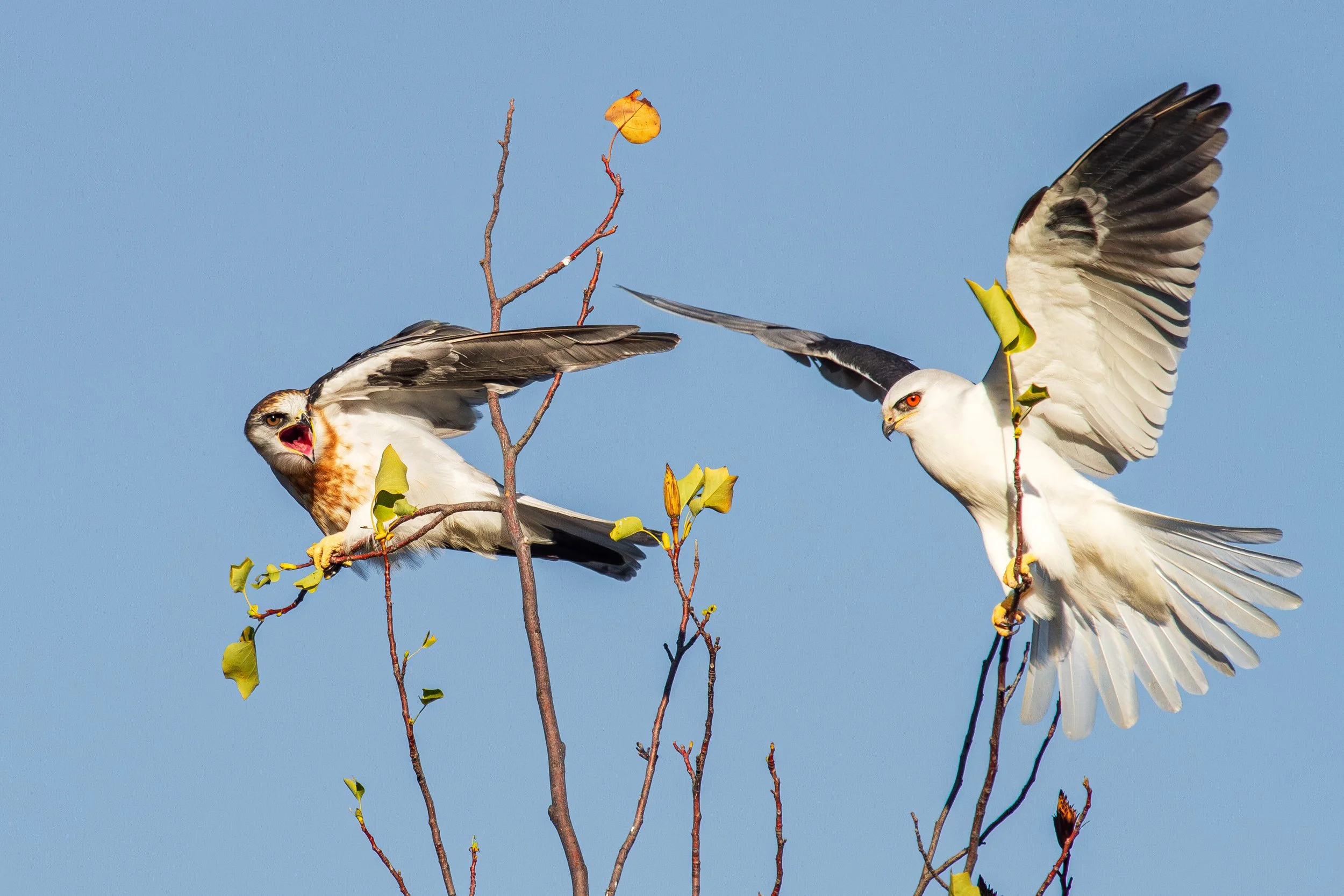 White Tailed Kite by Shinnan Kiang

A juvenile white-tailed kite (left) shows its annoyance as an adult claims a spot on the same perch. Pleasanton