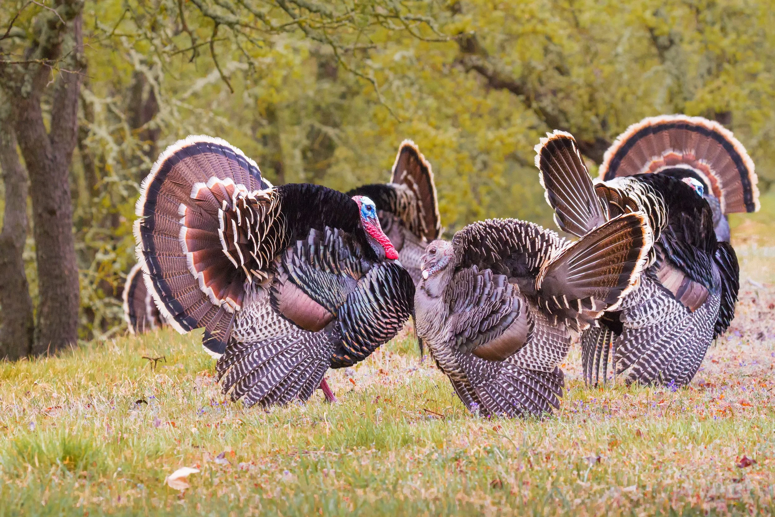 Turkey Pair by Shinnan Kiang

Silent Talk: A wild turkey pair shares a quiet moment in the neighborhood open space, fully strutting to solidify their bond during early spring. Pleasanton.