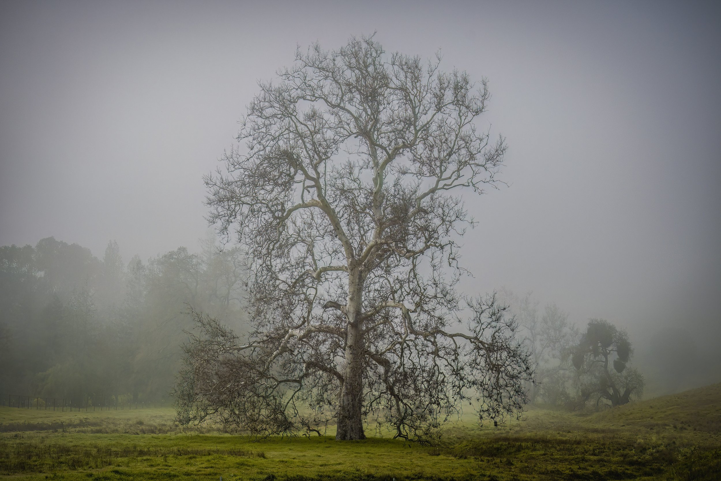 The Historian by James McCabe .

The Historian. This iconic oak tree above Foothill Rd has witnessed Pleasanton's growth from Jose Amadors settlement to todays vibrant city. 
