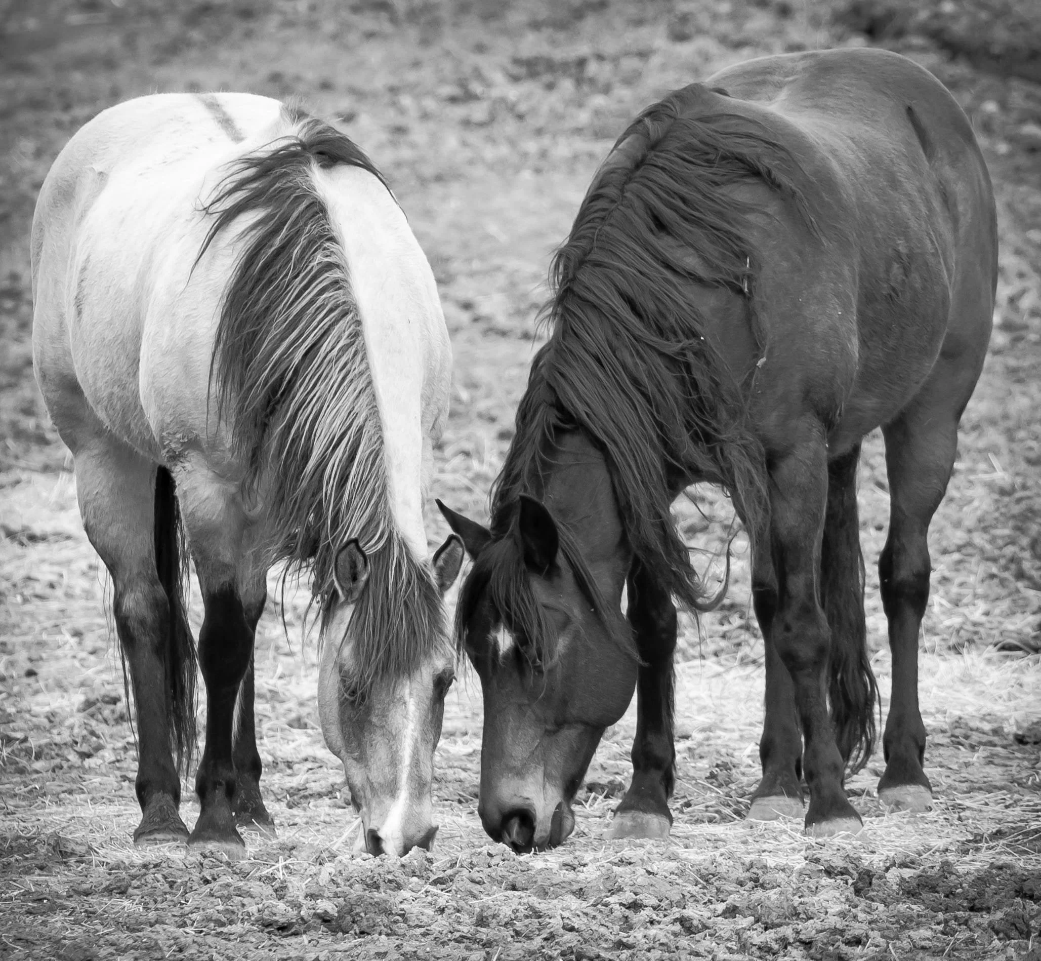 Two Horses by Robert Nardy 

Two horses in love grazing together in Livermore backroads.