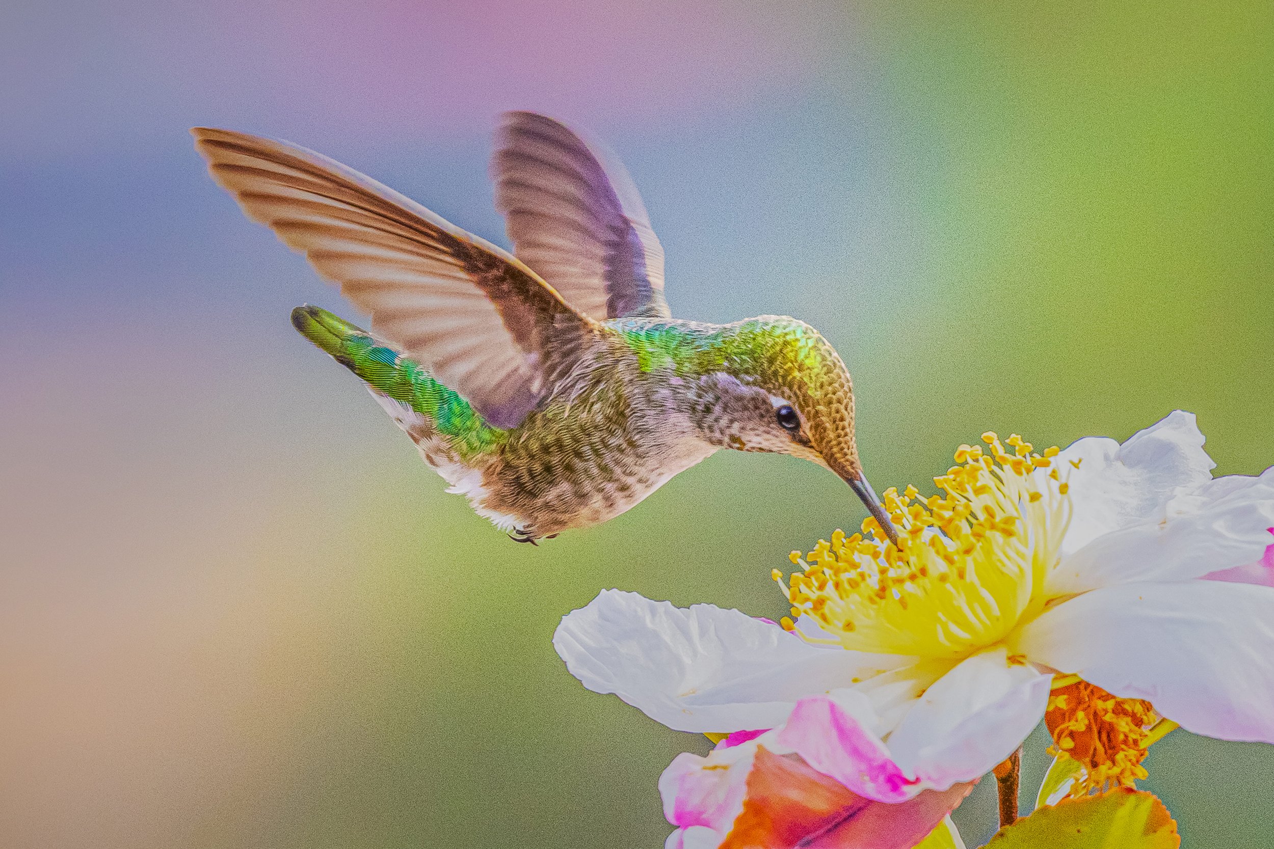 Hummingbird by Shinnan Kiang

Female Anna's hummingbird sips from a winter-blooming camellia, one of her favorite, in my backyard in Pleasanton.r-blooming camellia, one of her favorite flowers. Photographed in winter in my backyard in Pleasanton, 