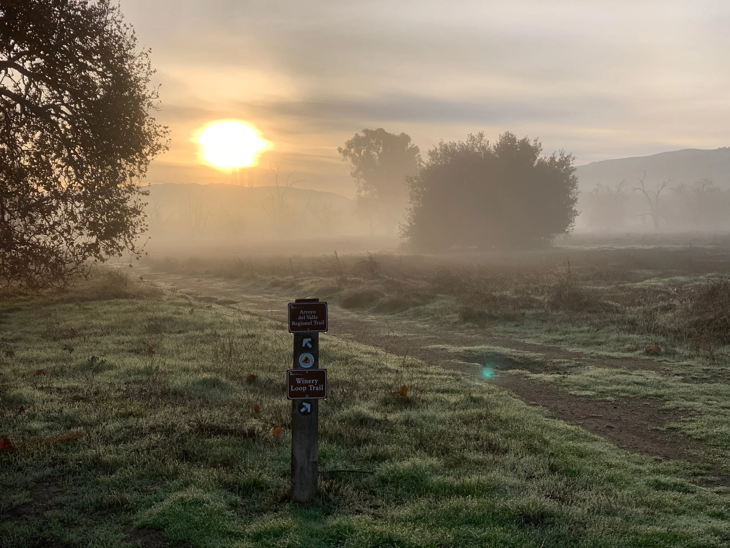 Foggy Morning 	by Lynn Monica, 

Foggy Morning in Sycamore Grove