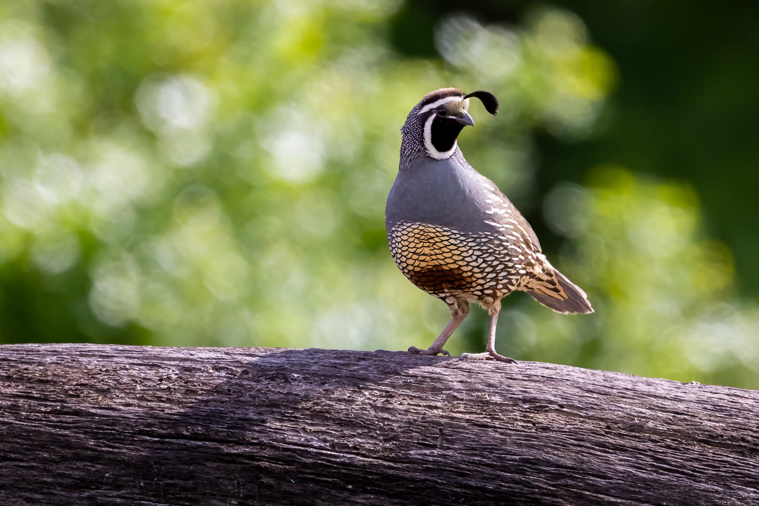 Quail by Anna Rouse 

California Quail at Sycamore Grove