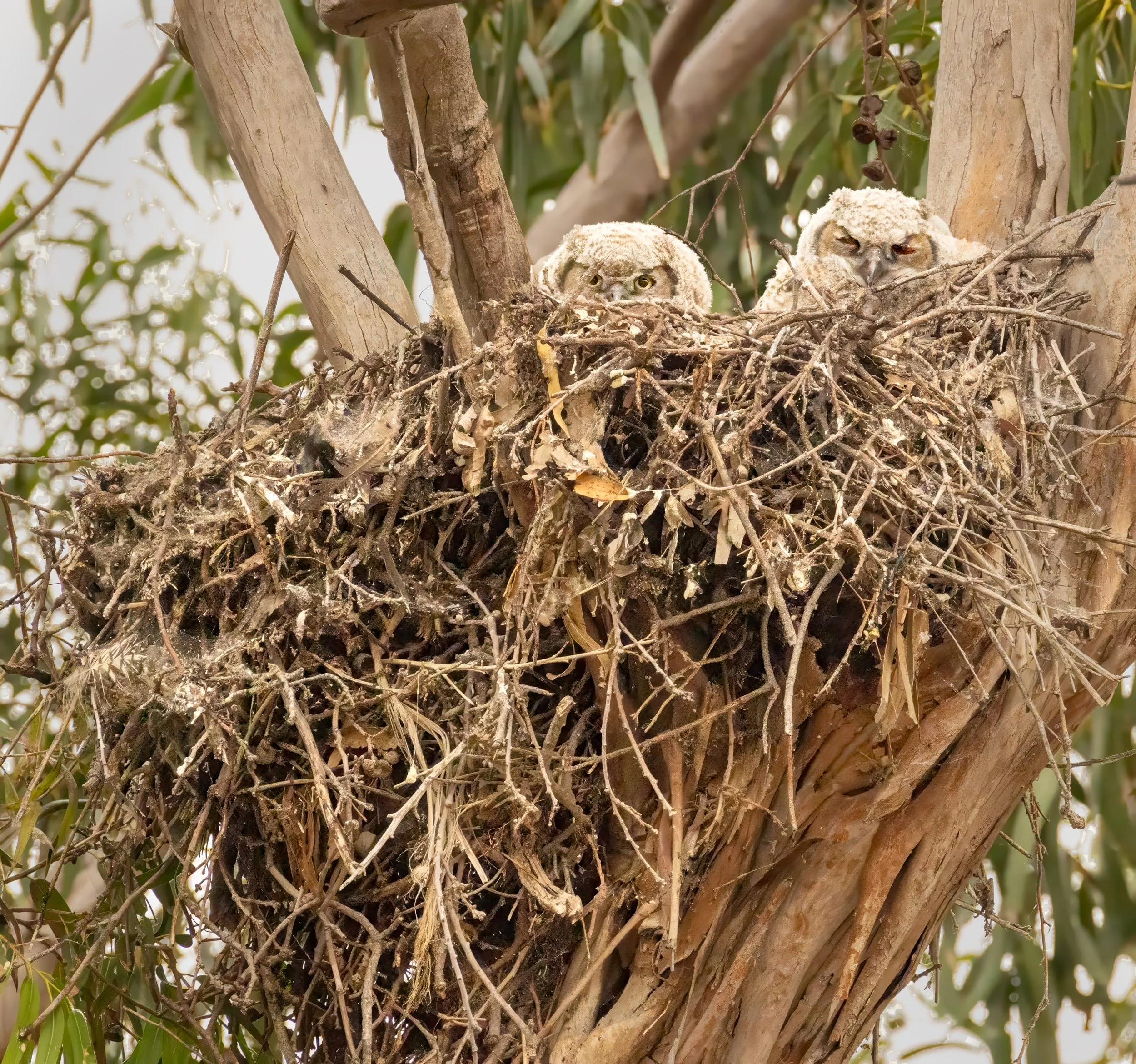 Great Horned Owletts in Nest by Barbara Mallon 

My Friend on Ruess Road, Livermore, Invited me to take photos of owls in her tree. These are the owlets and their mother is shown in photo 10. They were separated so the family could not be photographe