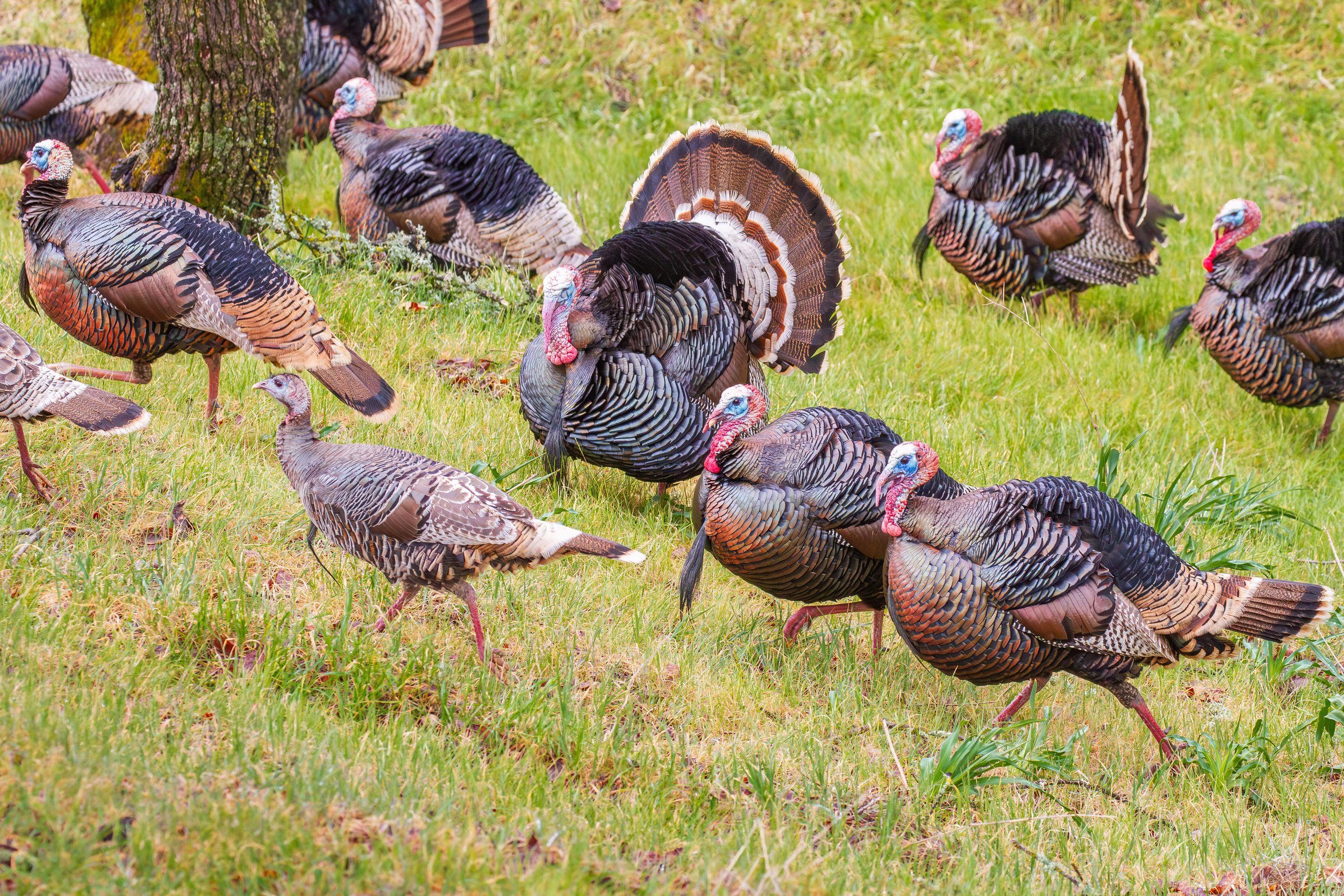 Turkey Flock by Shinnan Kiang 

A flock of wild turkeys roams the neighborhood open space with several toms displaying their impressive partial and full struts. Early spring in Pleasanton.