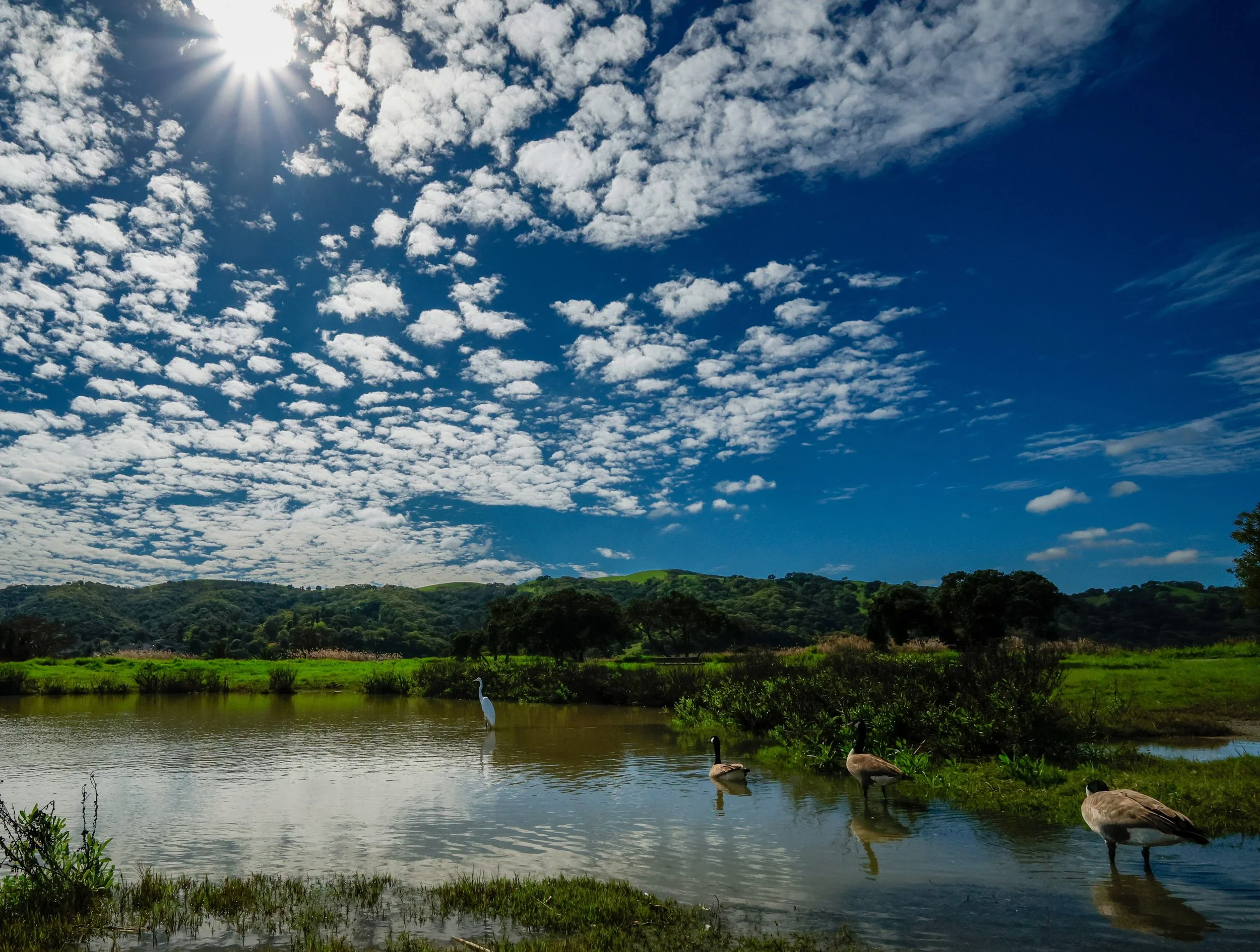 The Pond by Jordan Valerga. 

This view of the sky, pond and beautiful Great Egert was just perfect. I was lucky enough to experience it first hand, so im sharing it with you. This was a pond at the Martinez Marina waterfront.