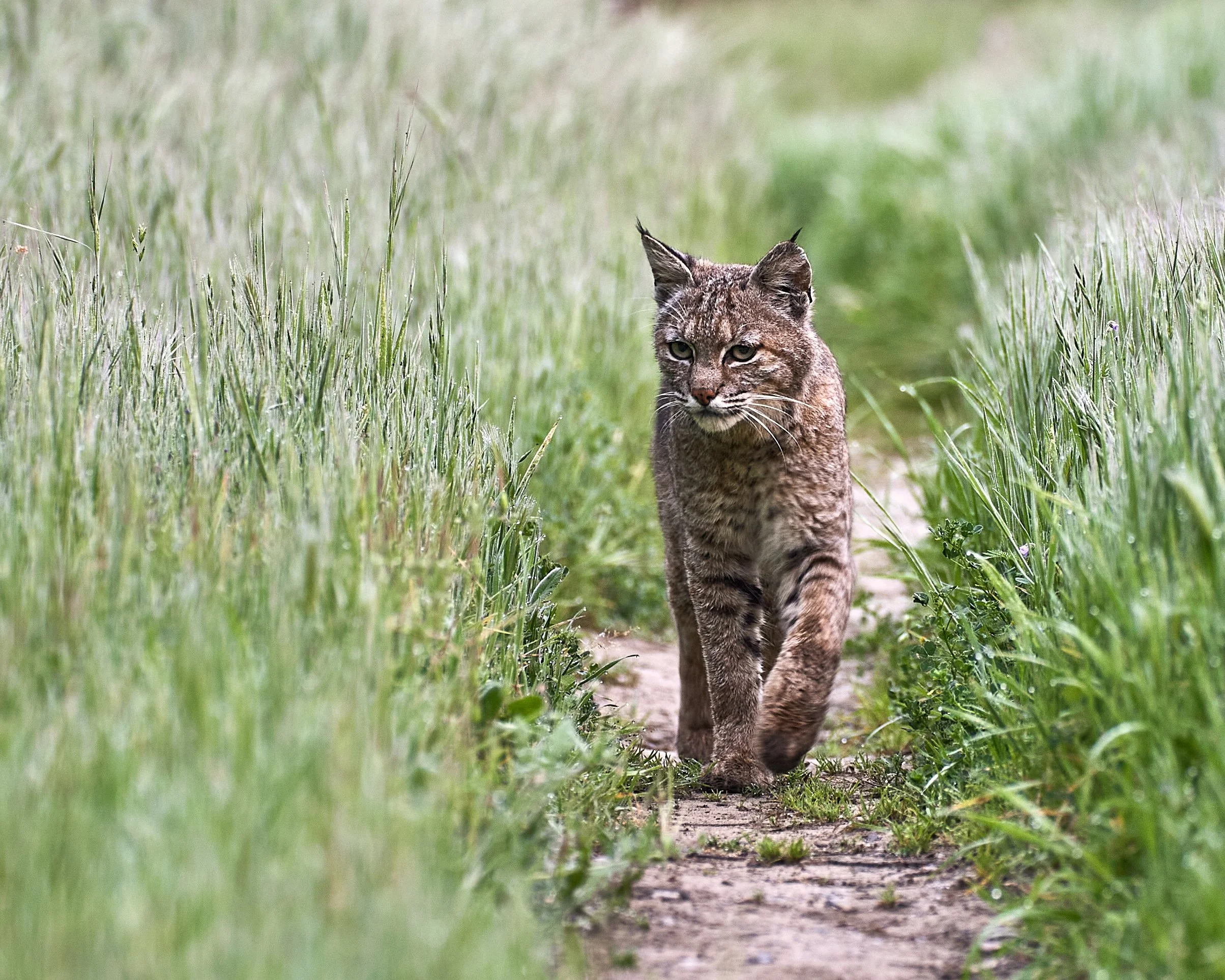 Bobcat by Ildebrando Noval 

Taken at Sunol Regional Wilderness in spring. One of my favorite parks to photograph wild flowers and insects. This one got me startled as I was in the ground for wild flowers and I thought it was a mountain lion.