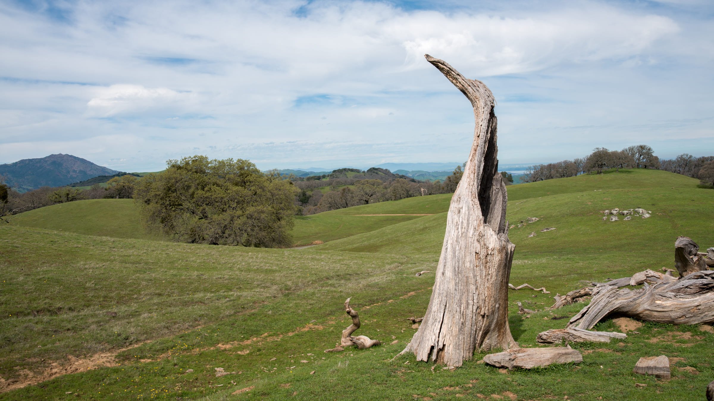 Tree Stump	by Athony Keen 

Tree stump at Morgan Territory Reserve, Livermore. A very nice place to walk