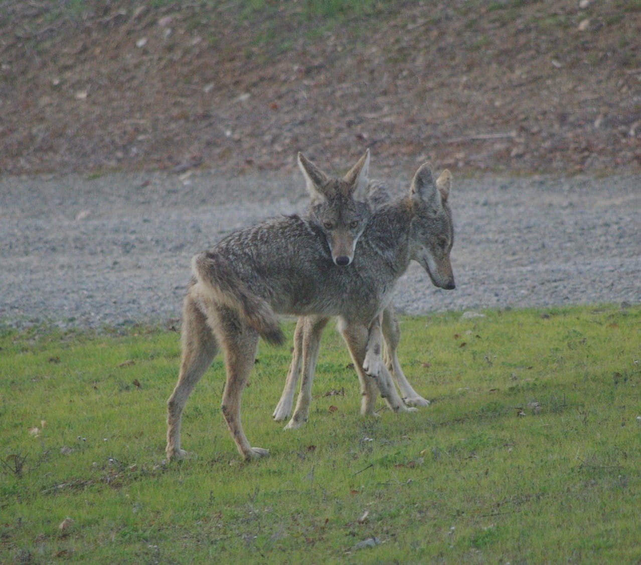 Cayotes by Richard Rollins 

Sibling coyotes having a playful moment in front of the house at Tenuta Winery.