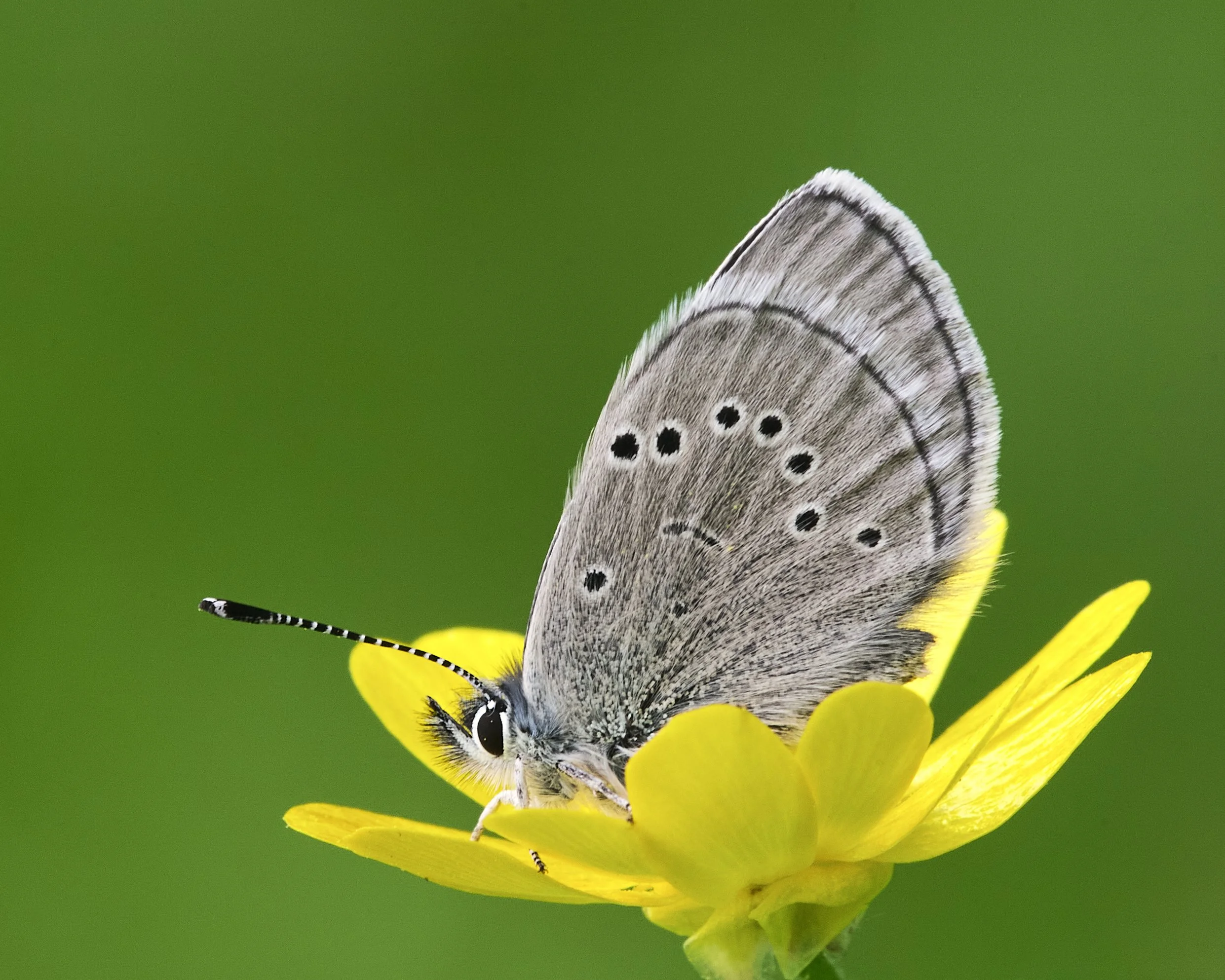 Acmon Blue on Yellow by Ildebrando Noval

Taken at Sunol Regional Wilderness in spring. One of my favorite parks to photograph wild flowers and insects.