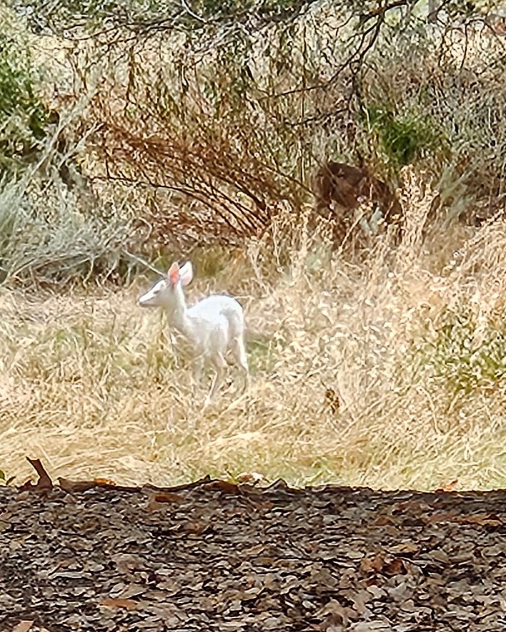 Albino Deer Del Valle by Michelle Mitchell 

Albino Deer Del Valle- While having a picnic lunch in our vehicle, my husband said, "what is that?" I turned to look and saw the albino deer. Thst was our one and only sighting. 
