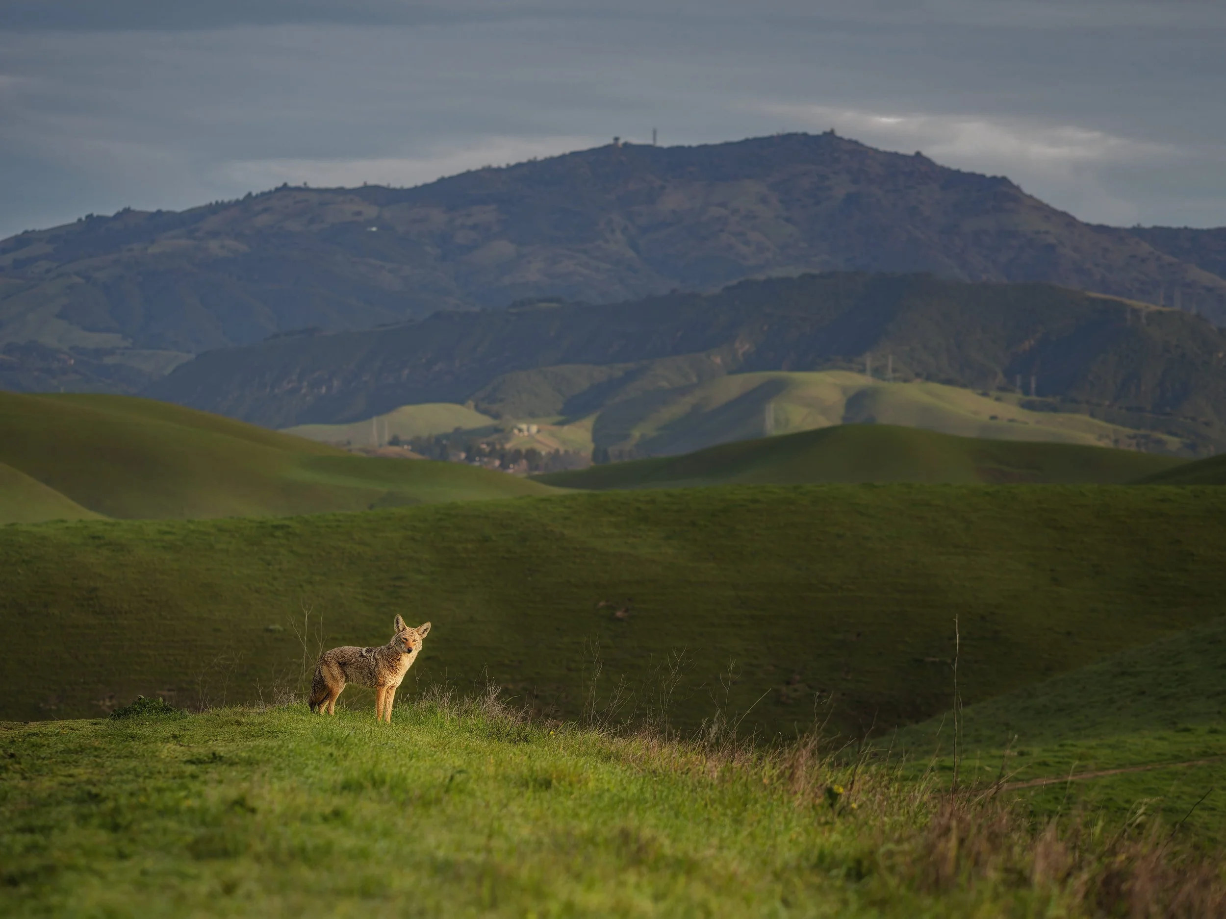 Cayote Roams by Ramon Arellano II

Where the Coyote Roams. Taken along the Tassajara Ridge trail one morning during my hike.