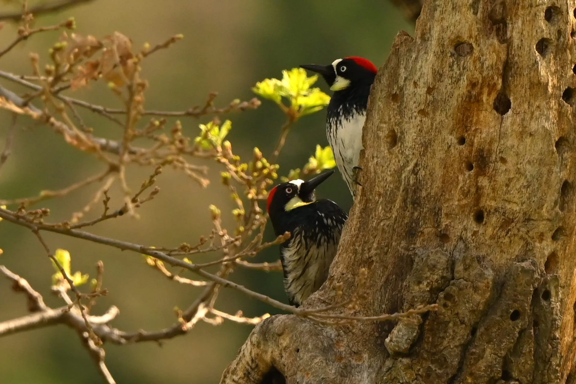 Loving Acorn Woodpeckers	by Zachary Jellin 

Taken at Sunol Wilderness Regional Preserve nearby the Alameda Creek. I am incredibly excited about trout and salmon habitat reopening here. I am sure wildlife will thrive with these changes.