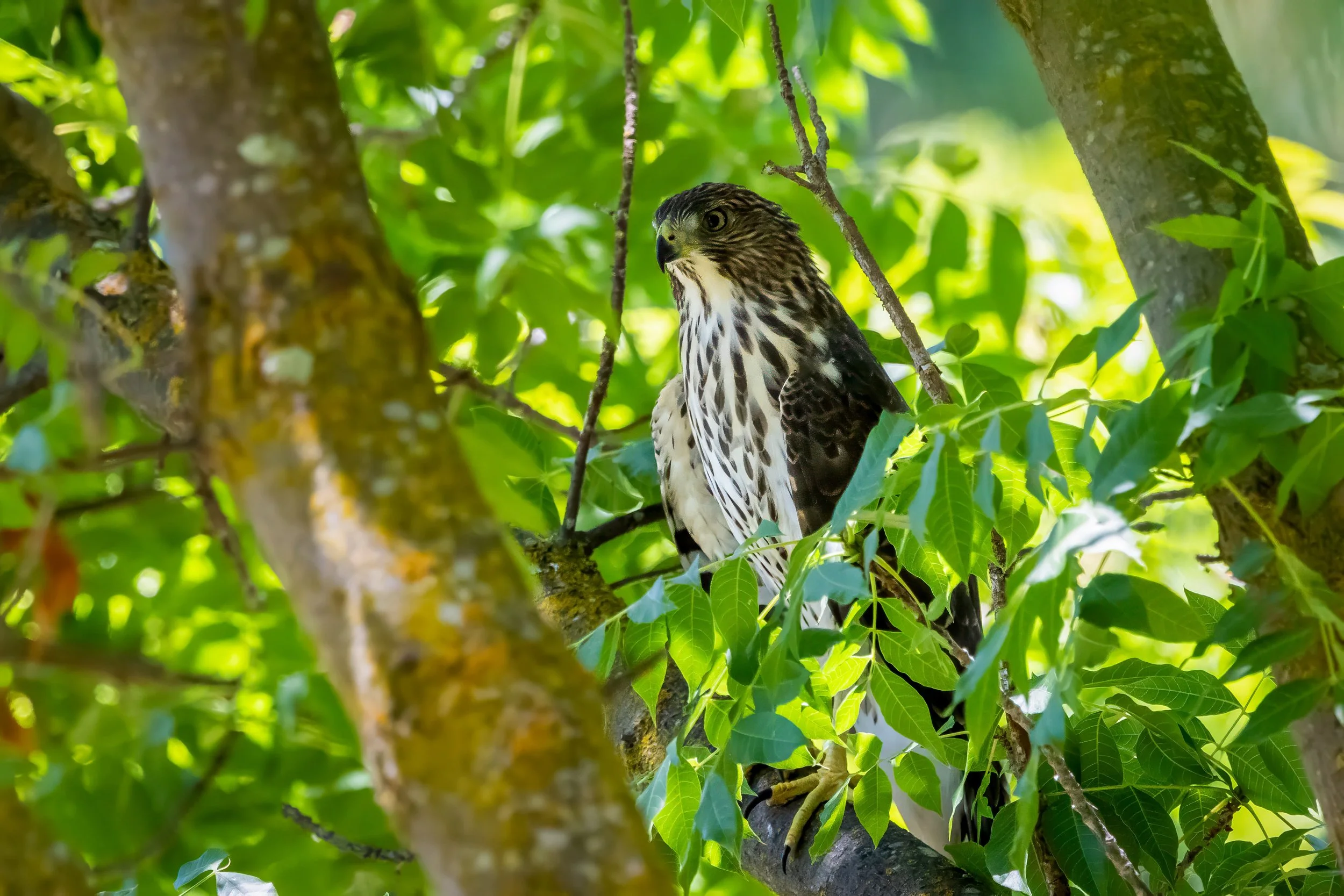 Coopers Hawk by Anna Rouse 

A young Coopers Hawk surveying the area