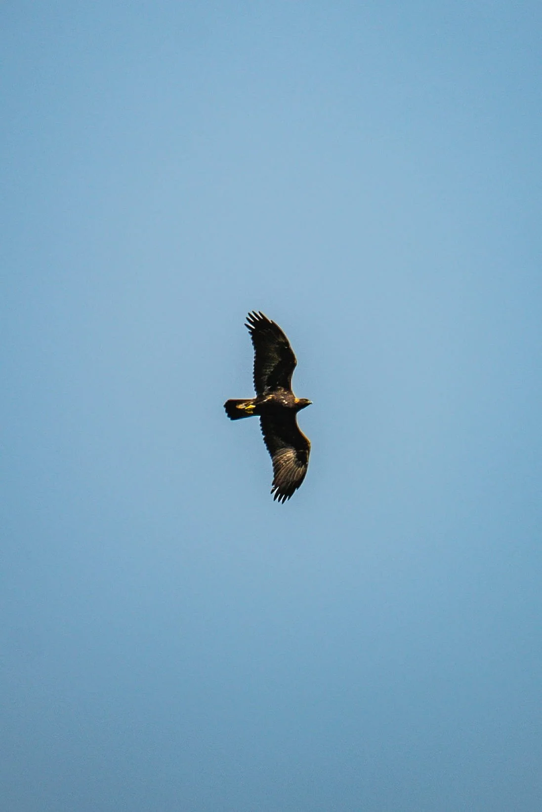Golden Eagle High Above by Miranda Duarte

Photo Taken at 3 Calhoun Sisters' Ranch in Livermore, CA. Description: A golden eagle is seen from hundreds of feet below. Wings outstretched, the eagle soars under a clear, blue sky. 