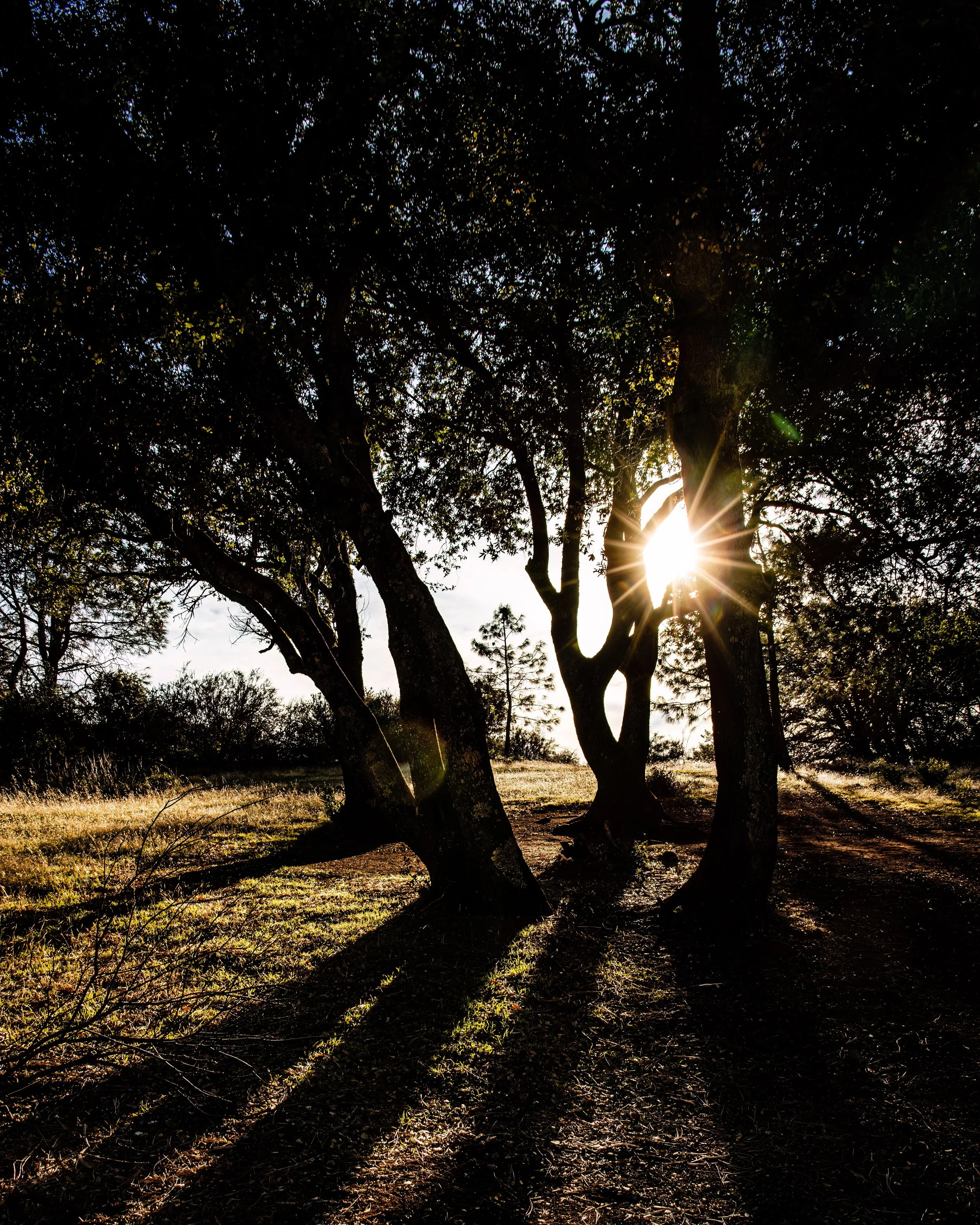 Diablo Sunset by James McCabe.

 Late afternoon sun star, Mt. Diablo.