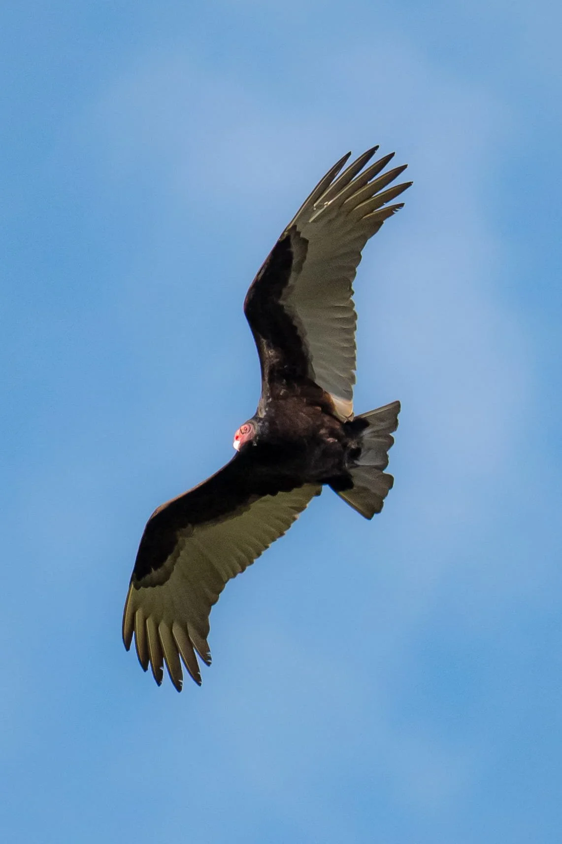 Turkey Vulture Cirles by Miranda Duarte

Photo Taken at 3 Calhoun Sisters' Ranch in Livermore, CA. Description: A turkey vulture circles, riding strong gusts of wind with outstretched wings. 