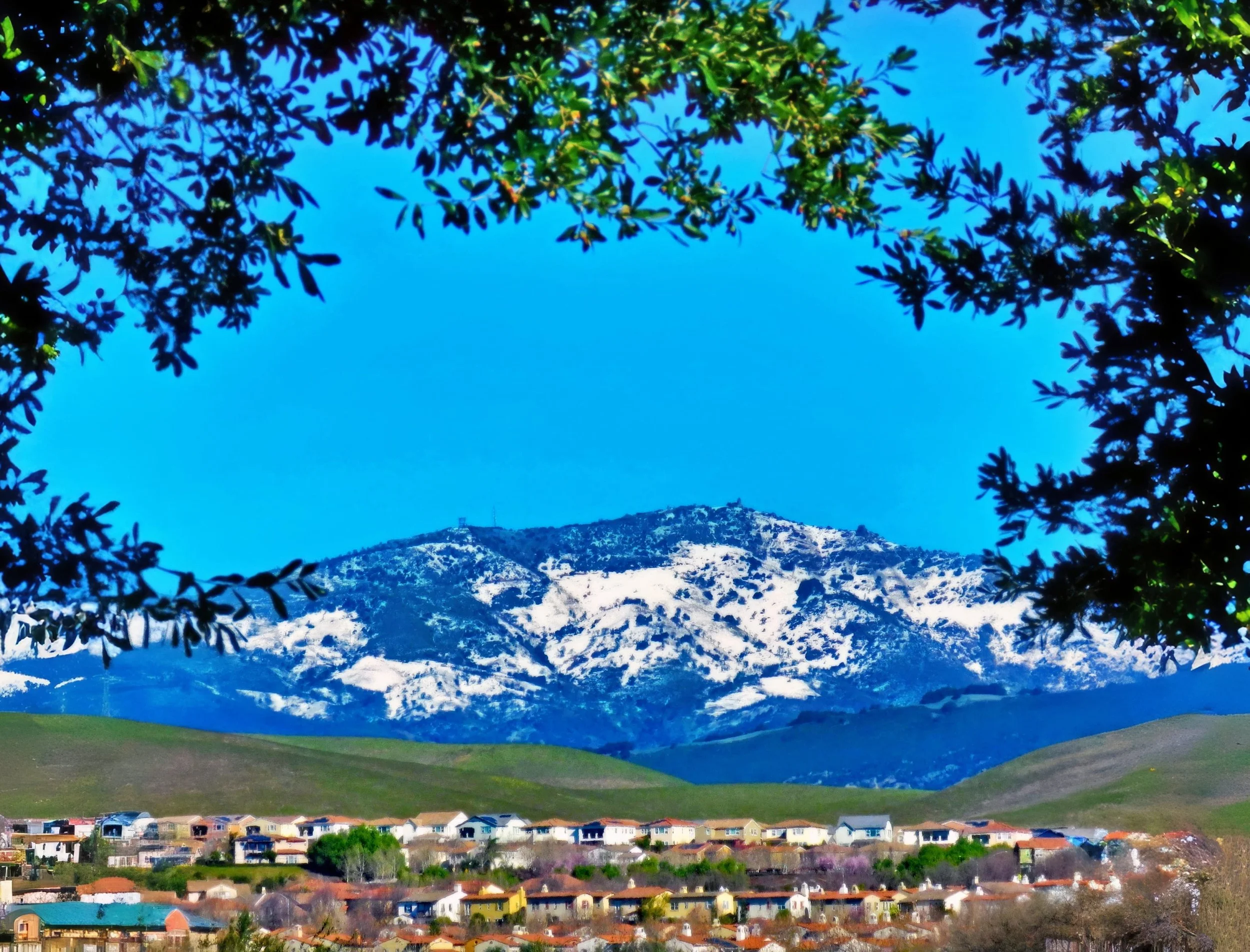 Diablo in White by Monique Rardin Richardson. 

A vibrant view from the Alamo Creek Trail in San Ramon, where a canopy of lush green oak leaves perfectly frames a majestic Mount Diablo in the distance.