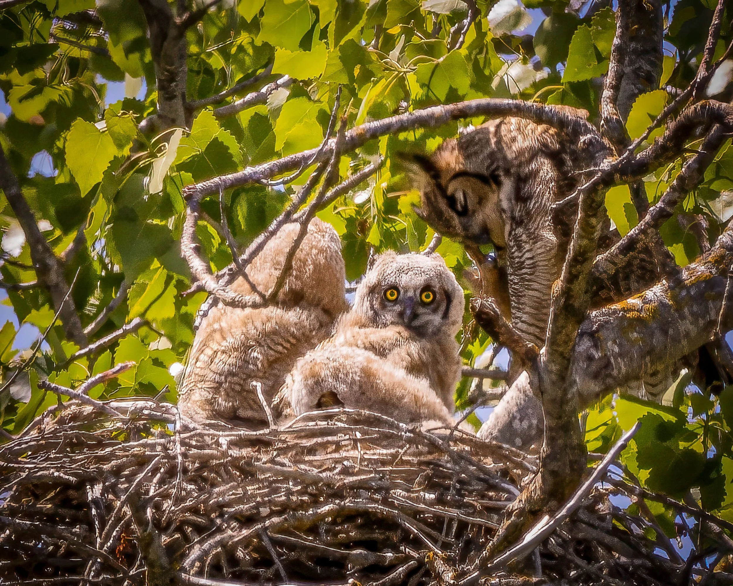 Springlake Owlet by James McCabe 

Hooo You Looking at? Great Horned Owlet at Shadowcliffs Regional Park
