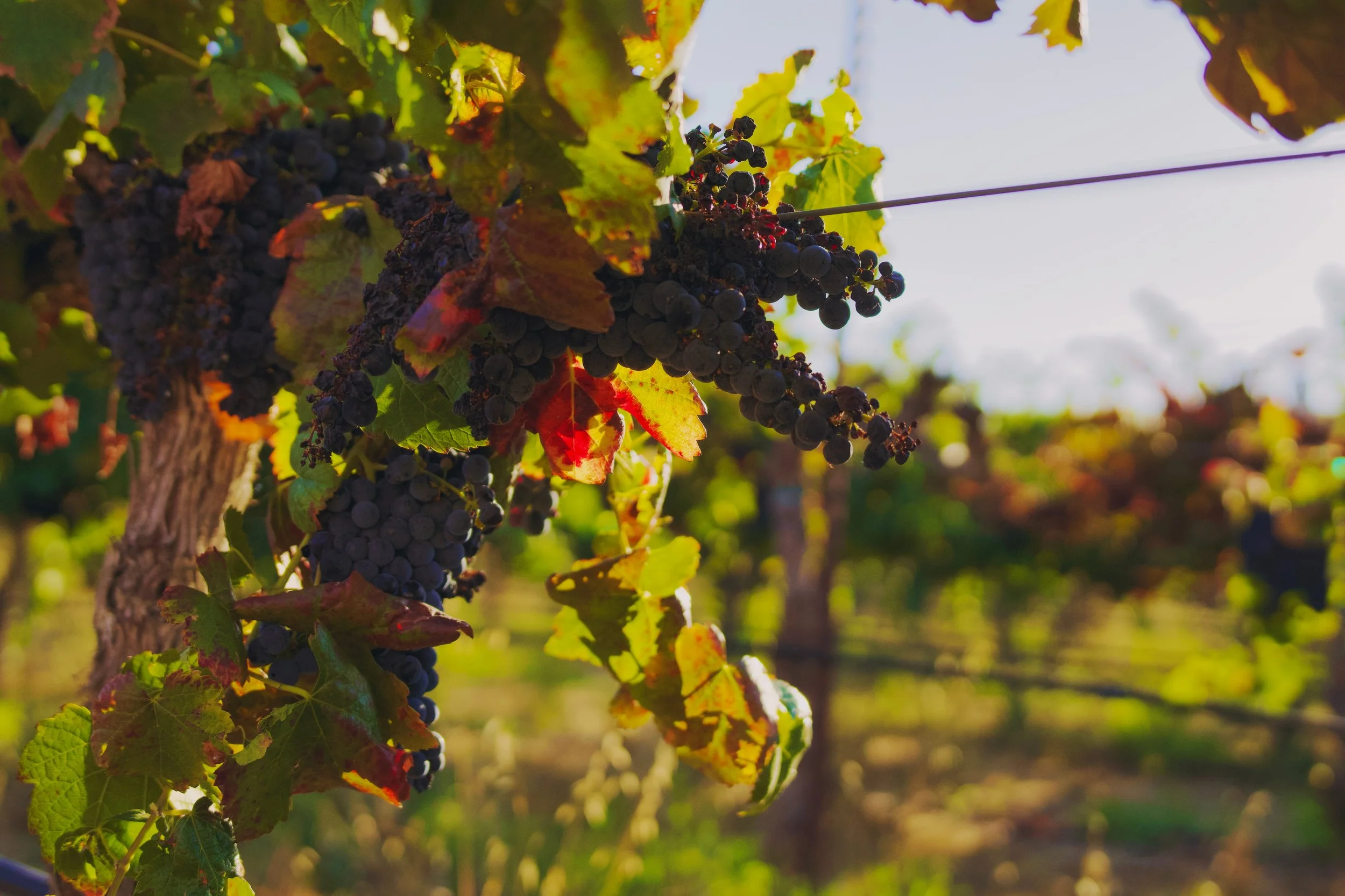 Golden Hour by Spencer DeMera.

Golden Hour in the Livermore Vineyards
