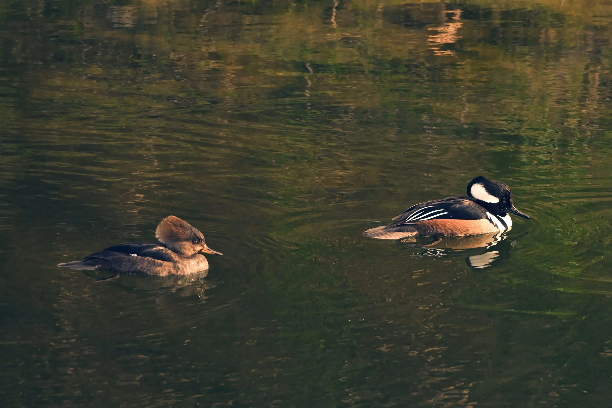 Pond Royalty by Zachary Jellin

This was taken on the Iron Horse Creek Trail in San Ramon. This extremely urban walking trail still manages to hold so much life. I hope to work with your organization to better this trail, I believe it has so much pot