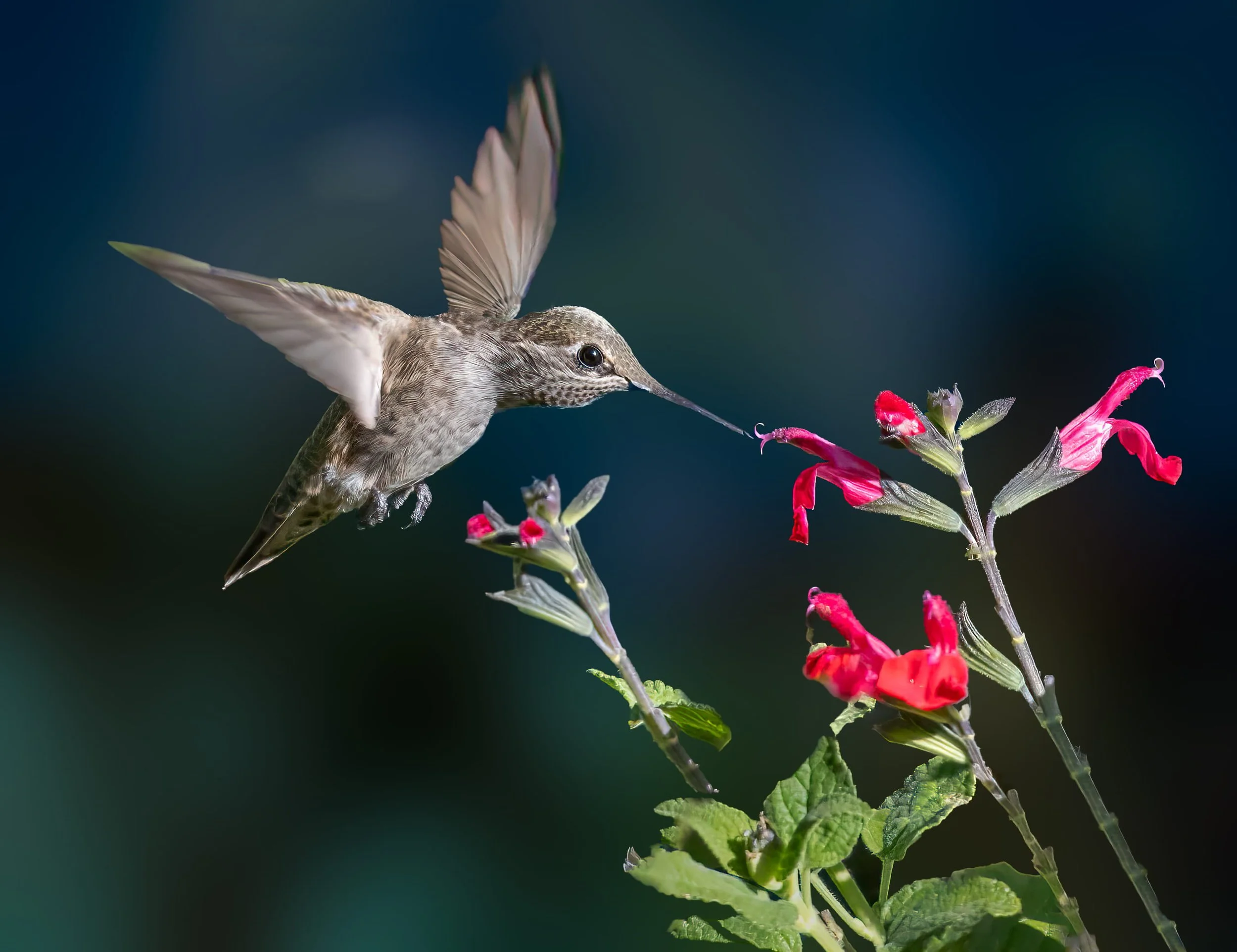 Female Anna's Hummingbird and Sage by Barbara Mallon

Female Anna's Hummingbird feeds on a red sage in my Livermore Backyard