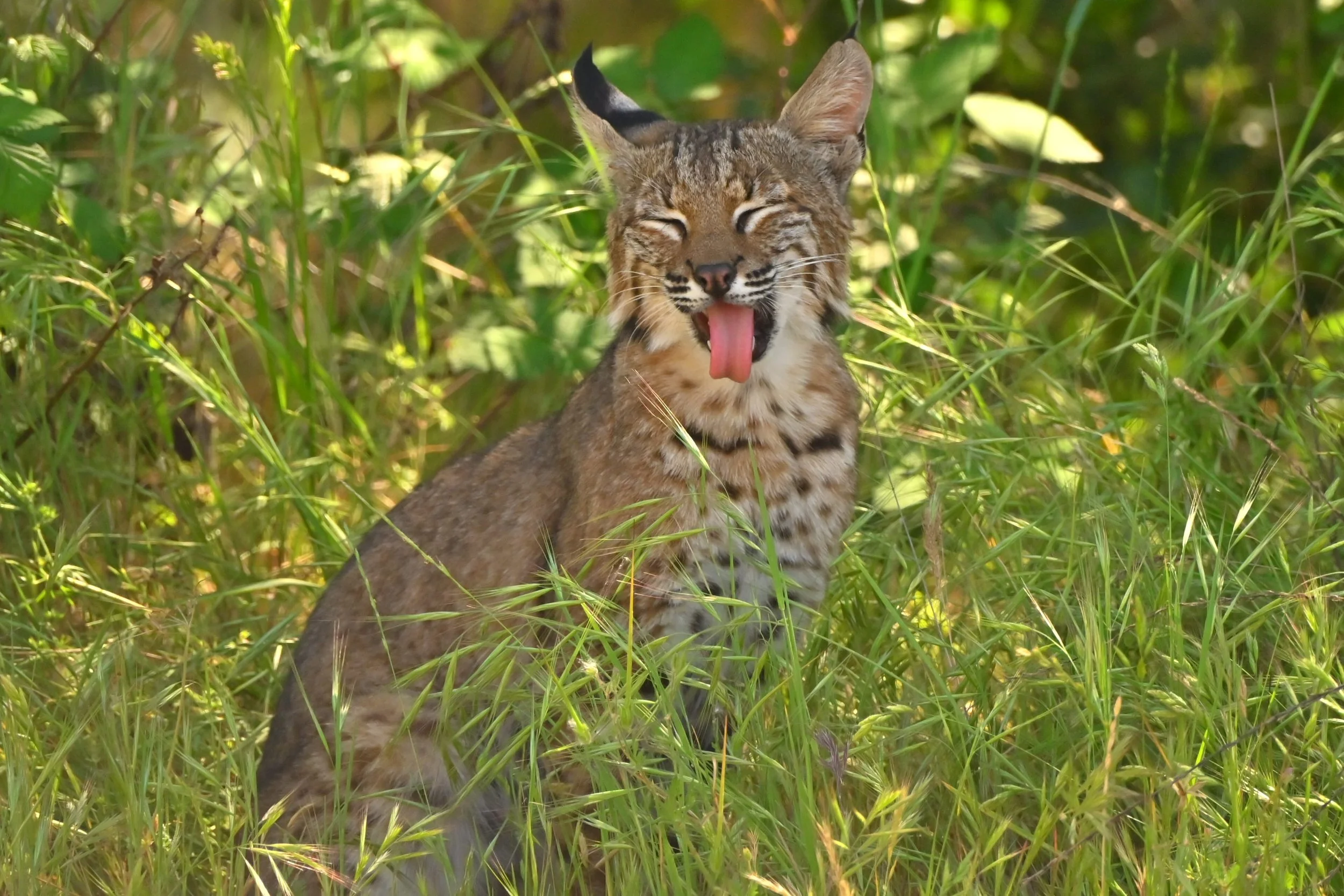 Goofy Bobcat by Zachary Jellin

This is the same story and Bobcat as "SeriousBobcat". Found at Shadow Cliffs, Pleasanton during dusk. A very relaxed and beautiful cat. 