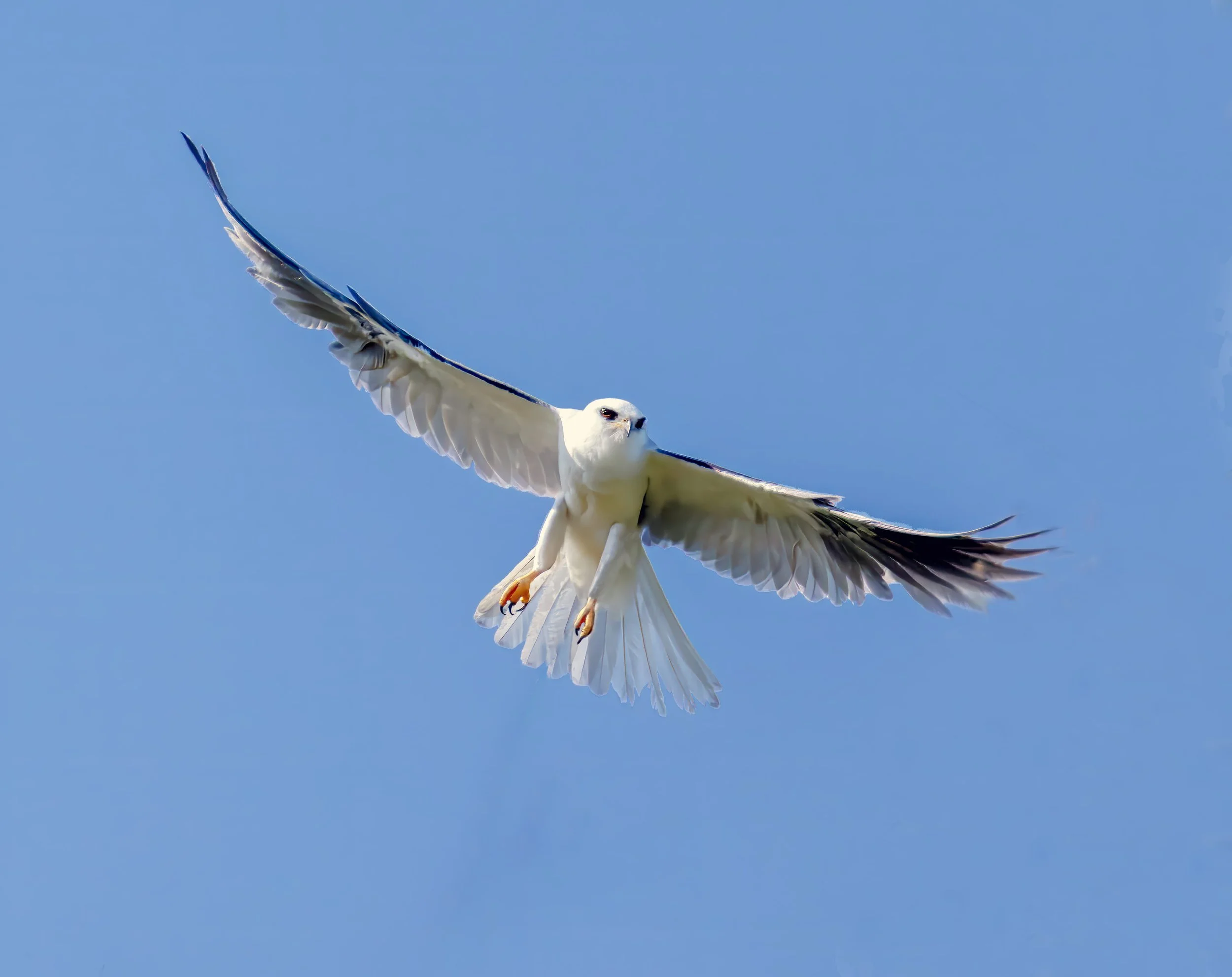 White Tailed Kite in Flight by Barbara Mallon

A White Tailed Kite Flying in Sycamore Grove Hunting.