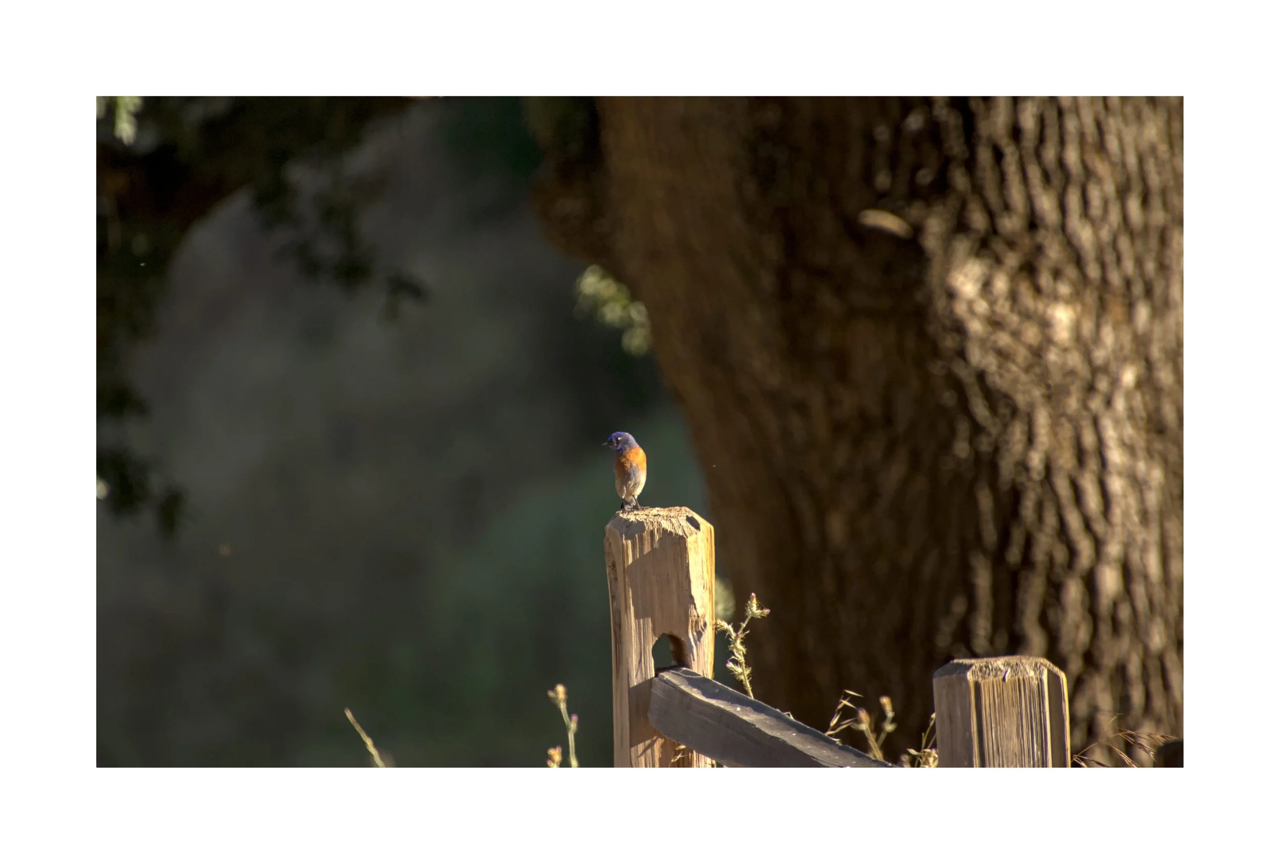 Blue Jay by Young Chang

This little blue jay was resting quietly on a fence at Pleasanton Ridge Regional Park. Its vibrant blue feathers and bright orange chest made it a beautiful and eye-catching sight.