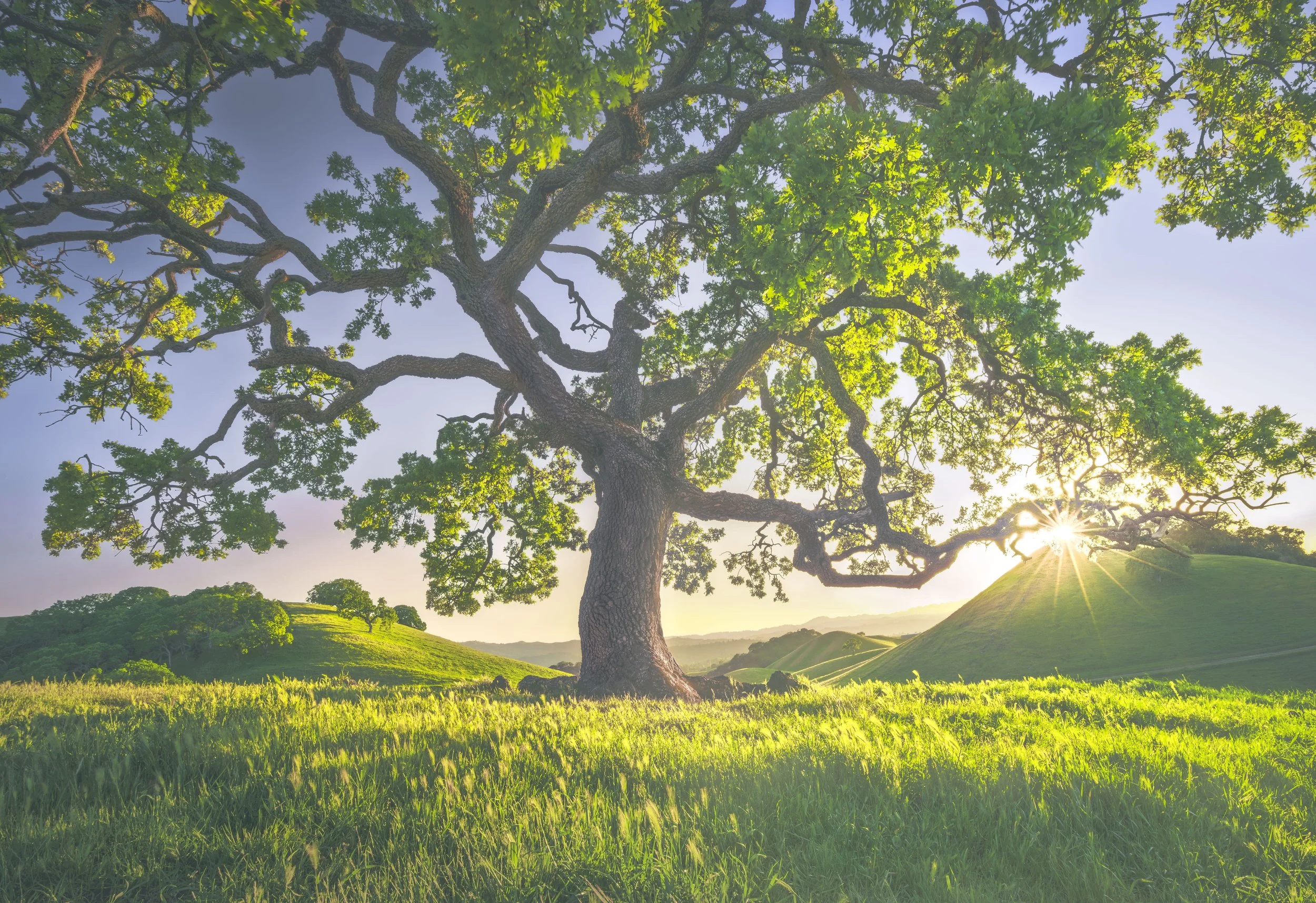Lone Oak by Rajesh Subramanian 

.Photographed within the Sycamore Valley Regional Preserve in Danville. I like to photograph trees that exhibit a rare blend of raw character and natural symmetry. The way this oak tree stood isolated on the ridge fel