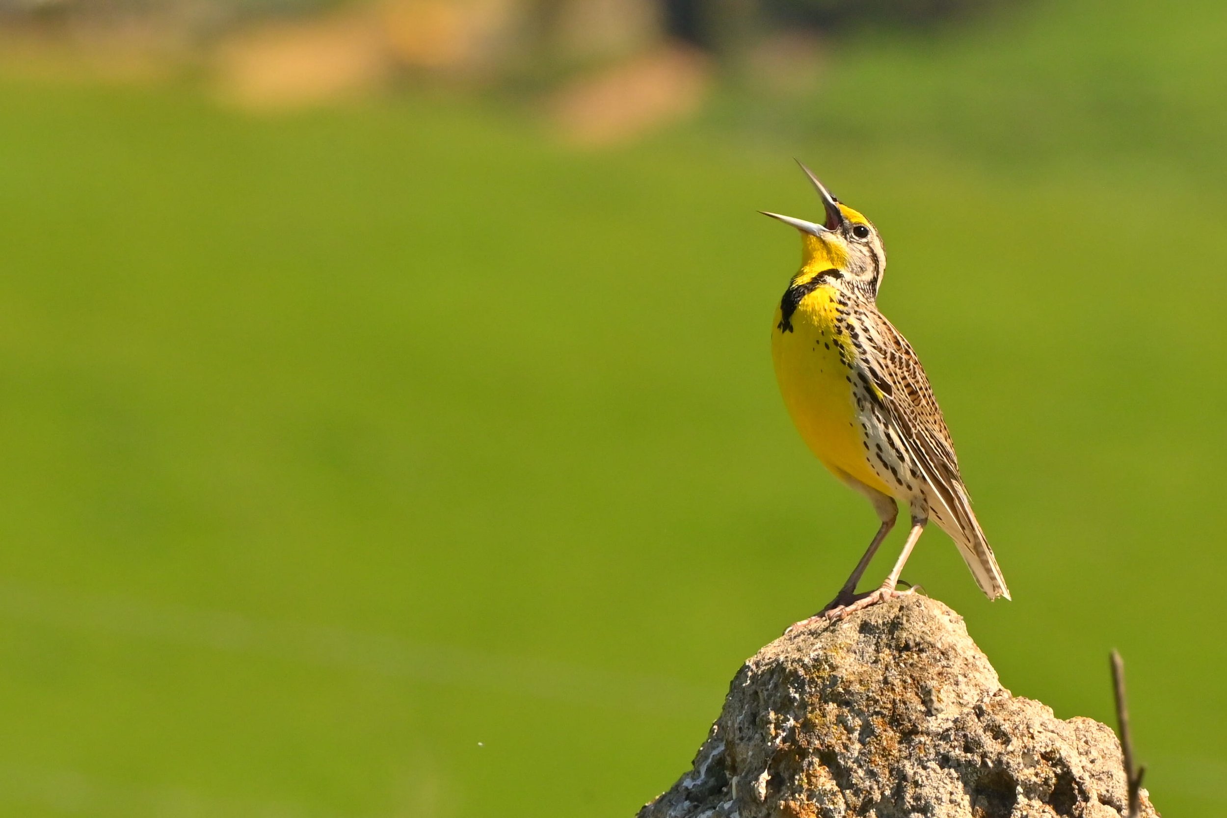Screaming Meadowlark	by Zachary Jellin

A favorite bird species of mine, this beautiful bird was singing its lungs out at Tassajara Ridge Trail near urban San Ramon. Moments like these inspire me to do more for my local wildlife. So much life, just o