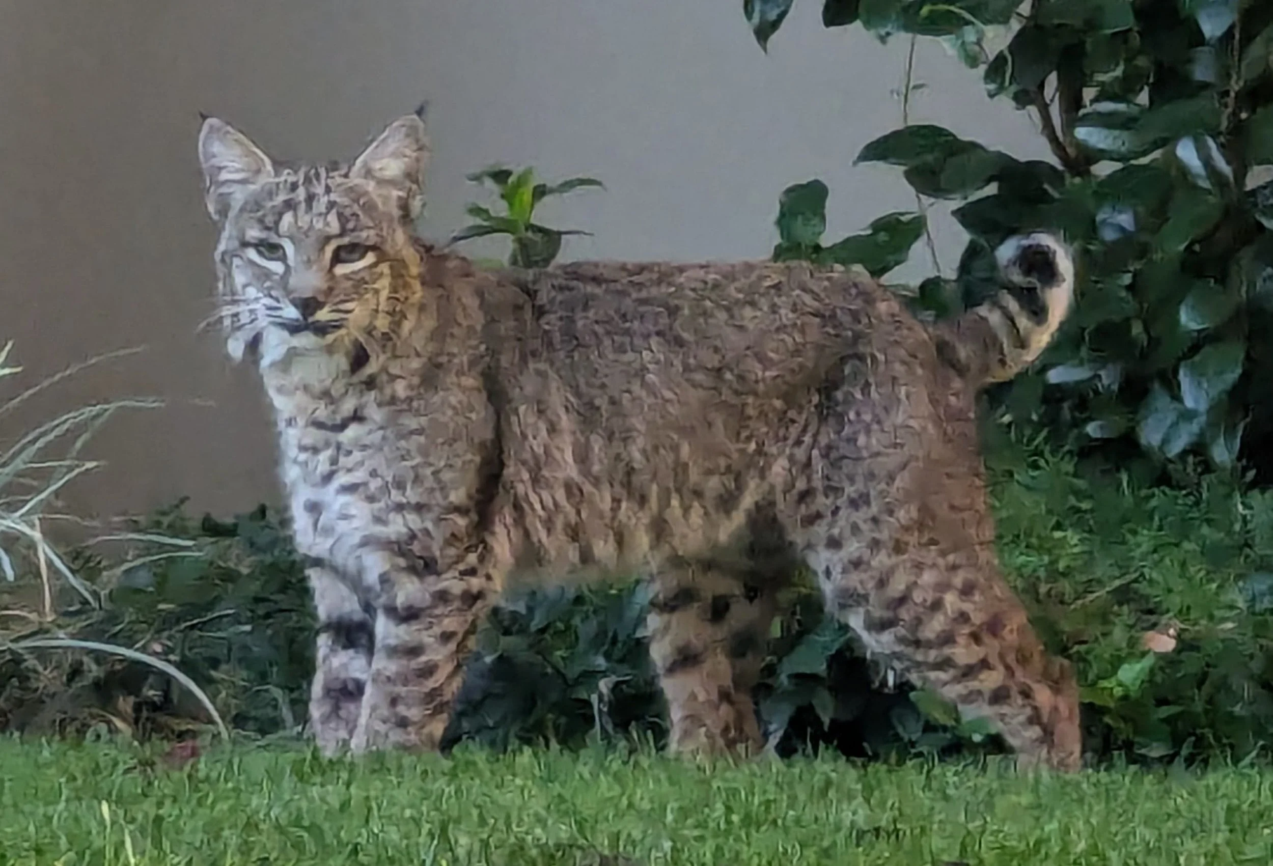 Bobcat Searching for Quail by Robert Gibbons 

Beautiful Wild Bobcat Searching for Quail in Yard of Ruby Hill House - November