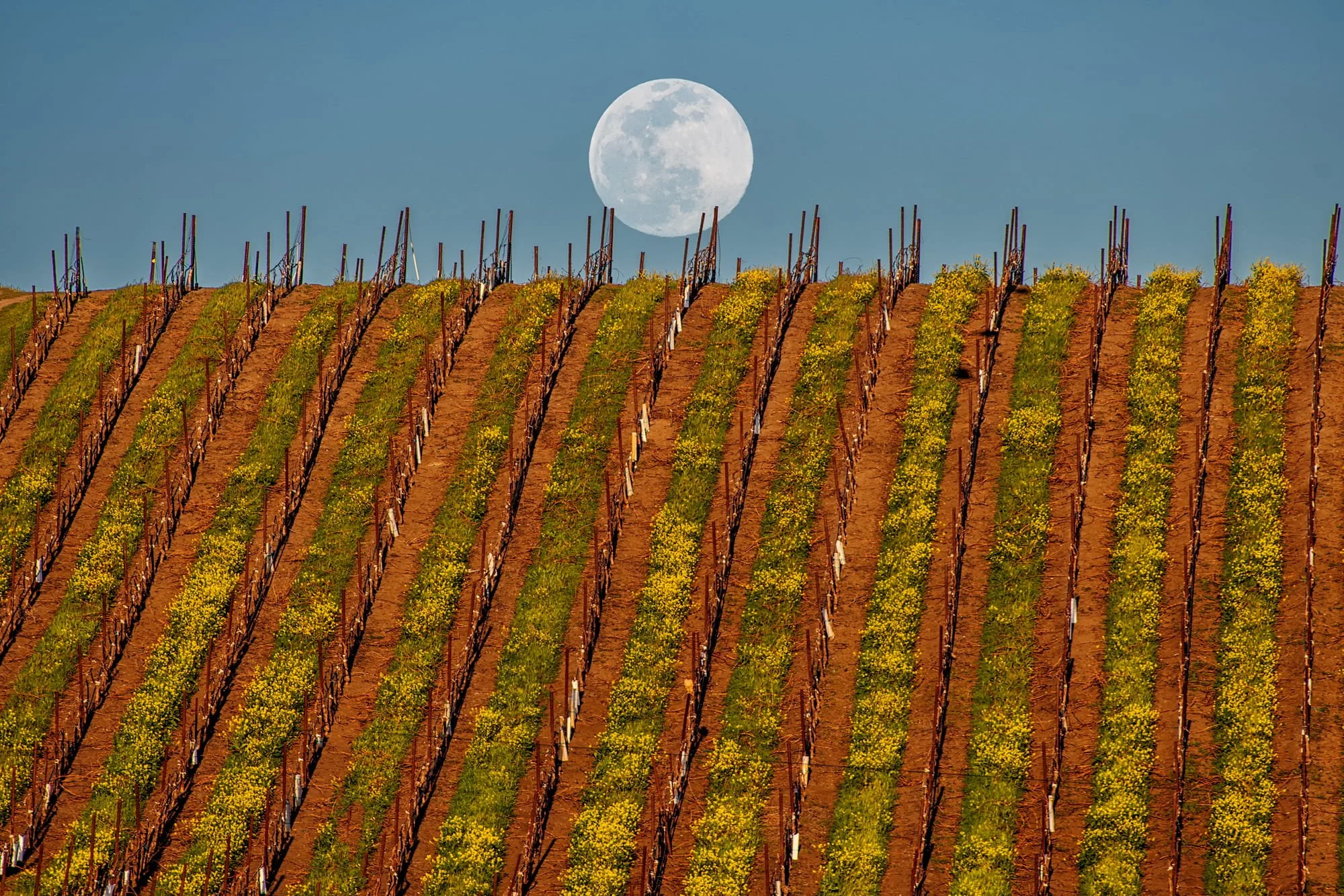 Full Moonrise at Spring Vineyard by Jay Huang.

  Full Moonrise over Spring Vineyard in Livermore. This is one single shot with one exposure.