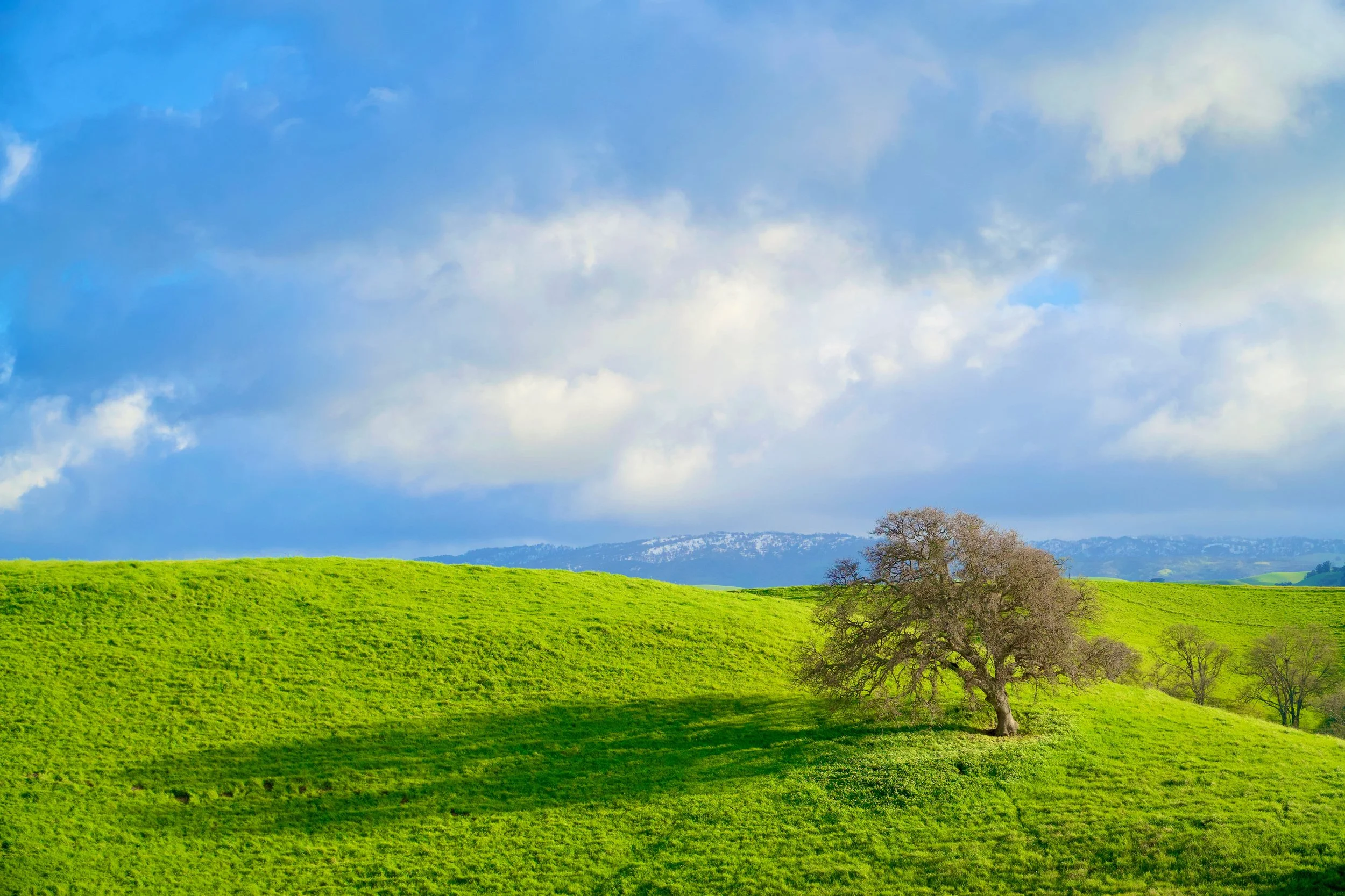 A Spring Oak by Spencer DeMera 

Fronting Green Hills and Snowy Del Valle Peaks