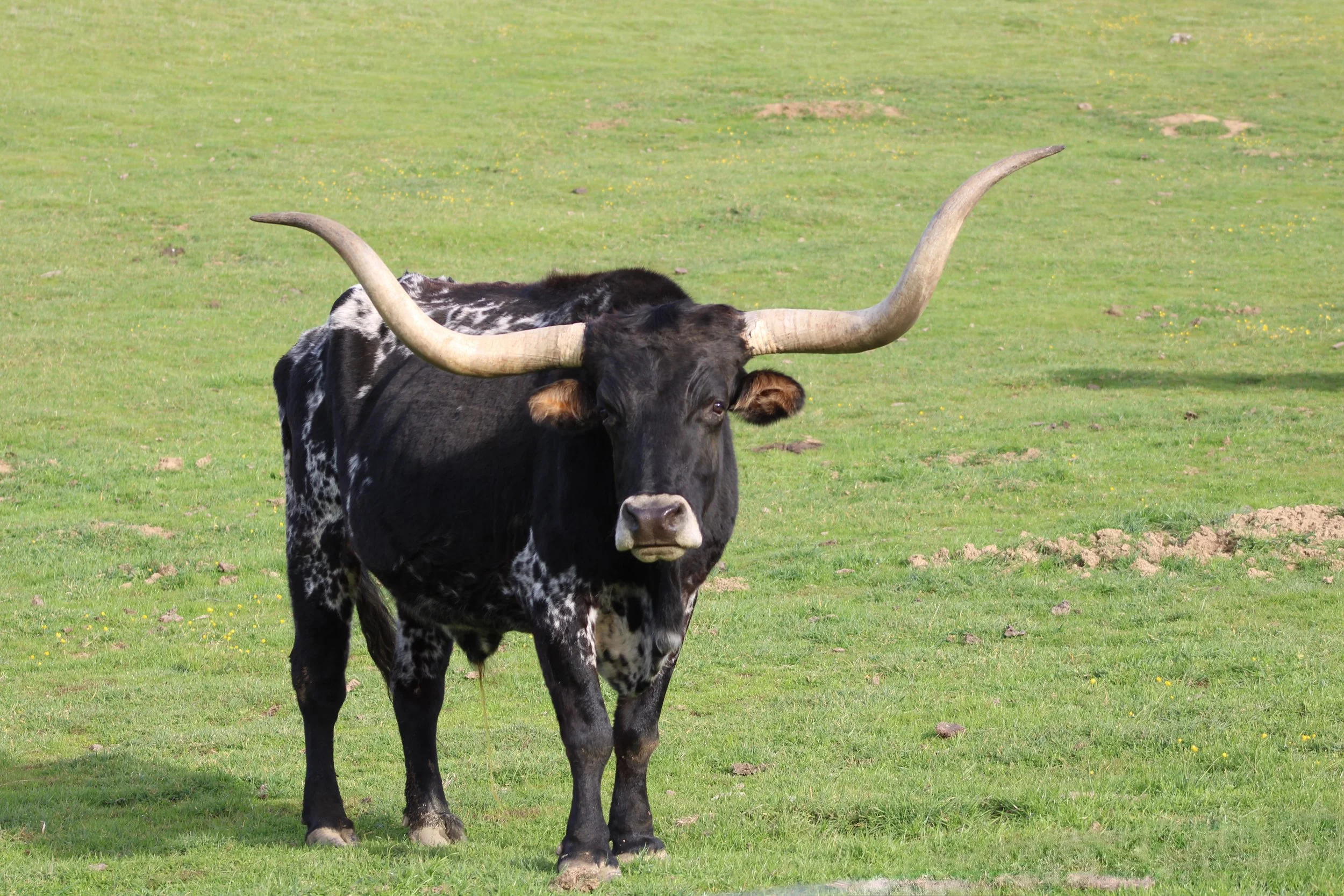 Longhorn, by Erik Anderson.

In the fresh green of spring at Morgan Territory's Coyote Trail, this solitary longhorn stands watch with its calm gaze embodying the calmness and vastness of the Tri-Valley's working lands. 