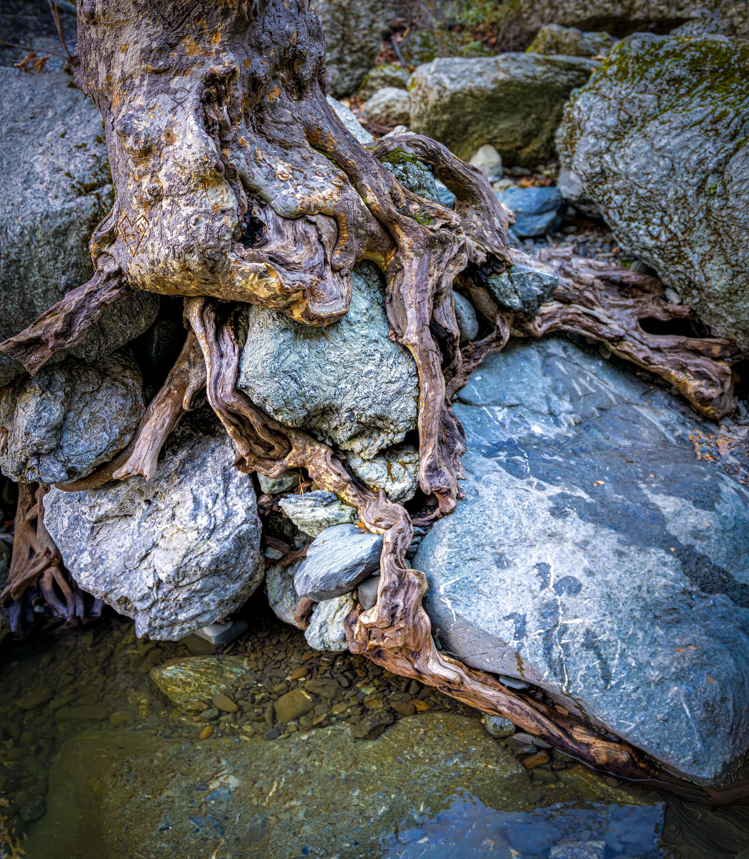 Resilience Alameda Creek by James McCabe The Survivor. 

I marvel at the tenacity and resilience of this tree in the bed of Alameda Creek at "Little Yosemite" in Sunol Regional Wilderness.