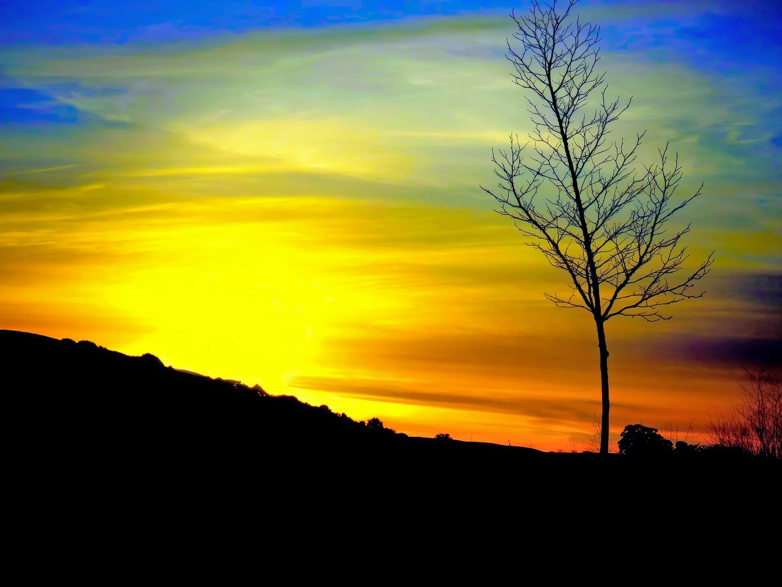 Bare Beauty by  Monique Rardin Richardson. 

A silhouette of a solitary tree against a vivid, saturated twilight sky, photographed at the scenic foothills at the eastern end of Dublin Boulevard, California.
