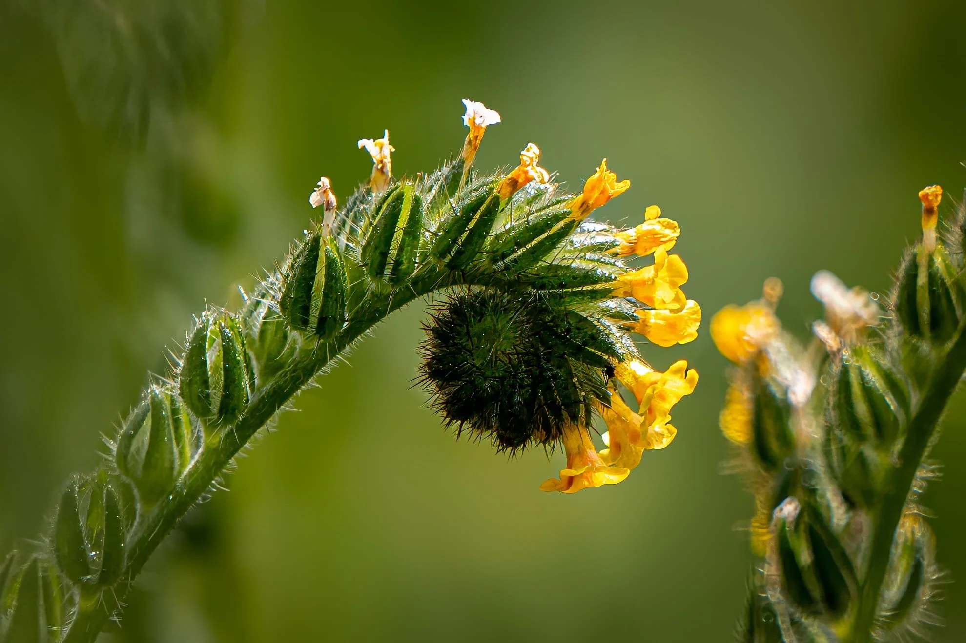 Fiddleneck by James McCabe. 

Can you hear the Music? Spring Fiddlenecks at Sycamore Grove Regional Park, Livermore.
