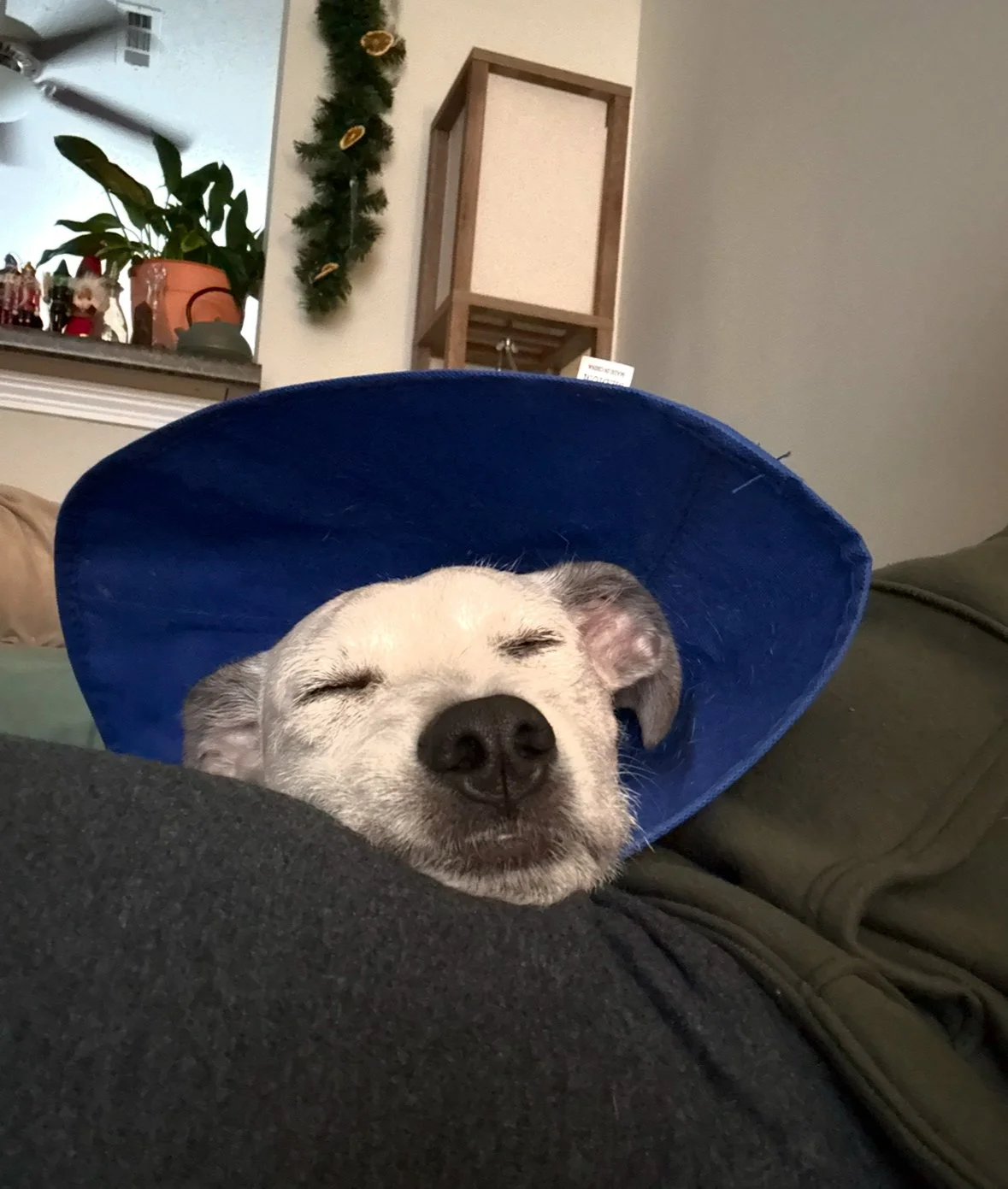 IMG_E8CBEAD2CCAF-1.jpeg