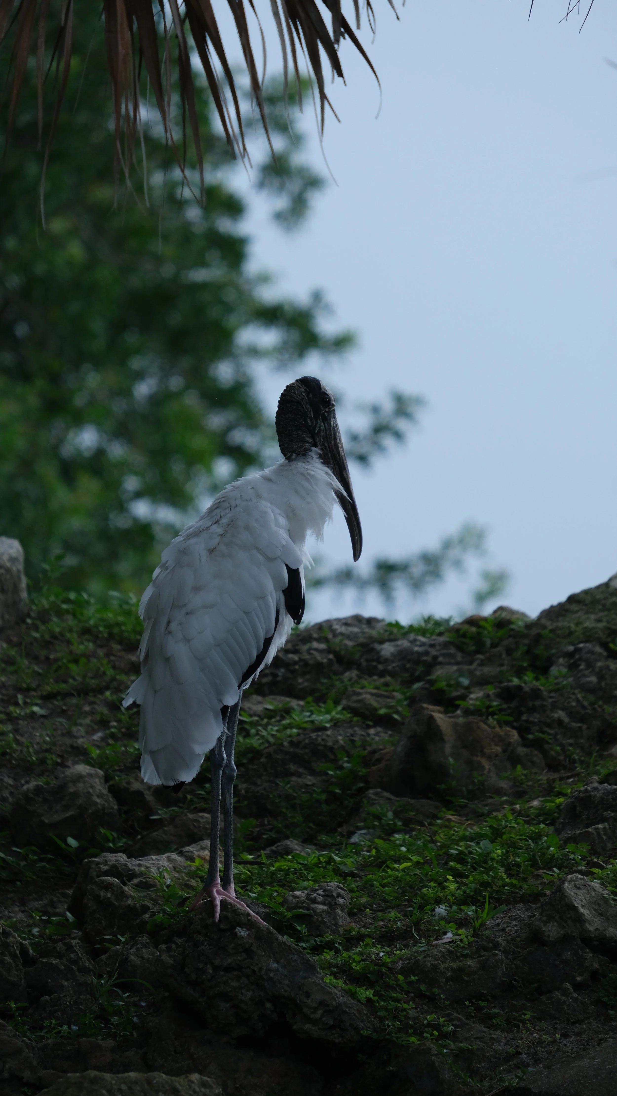 DSCF0956.JPG