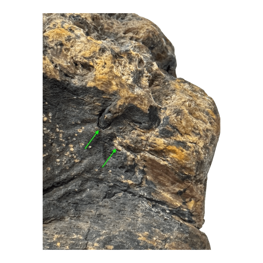Primate+Fossil+Found+in+Texas49.png