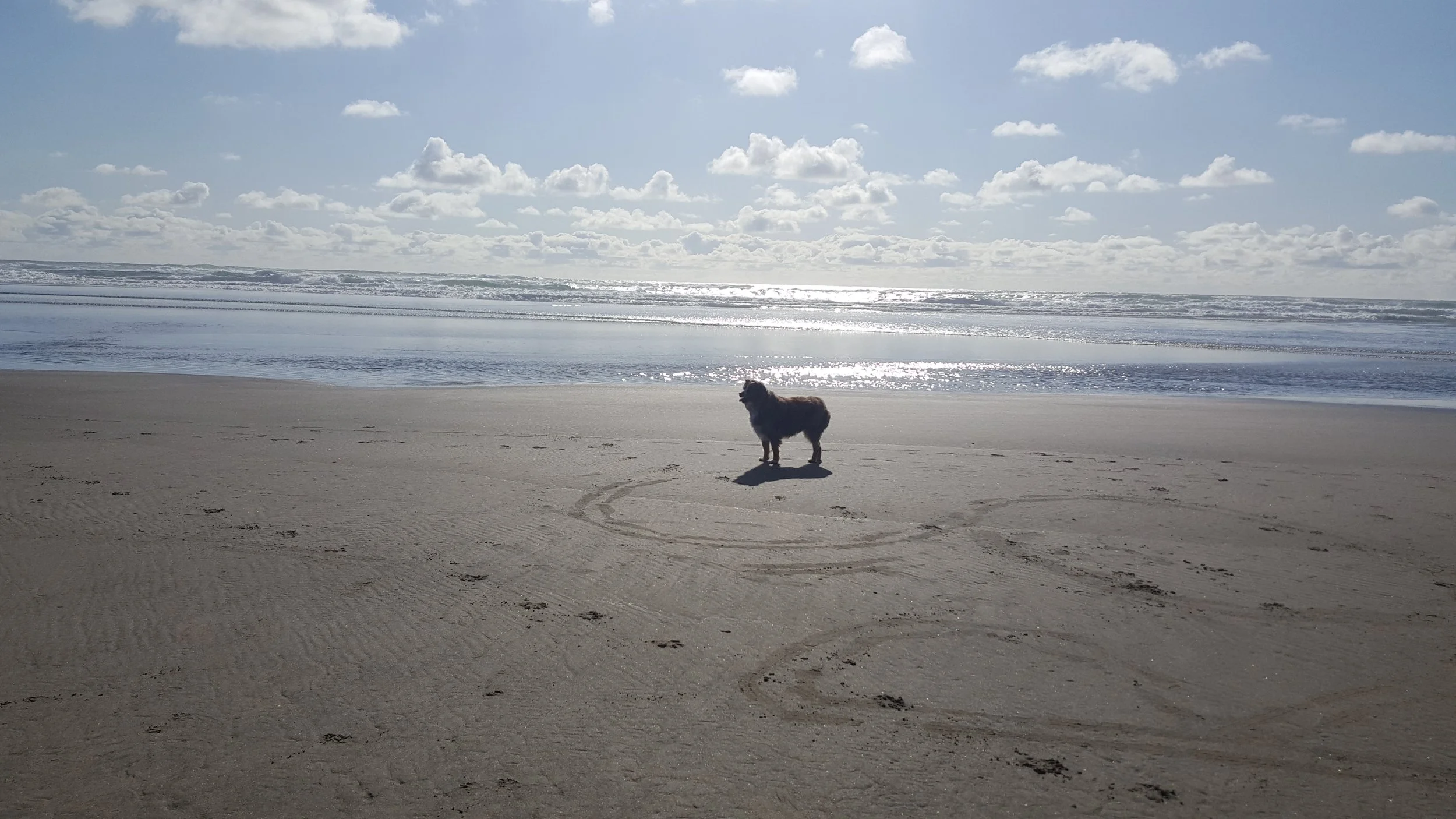 How Hot Is Too Hot to Walk Your Dog?