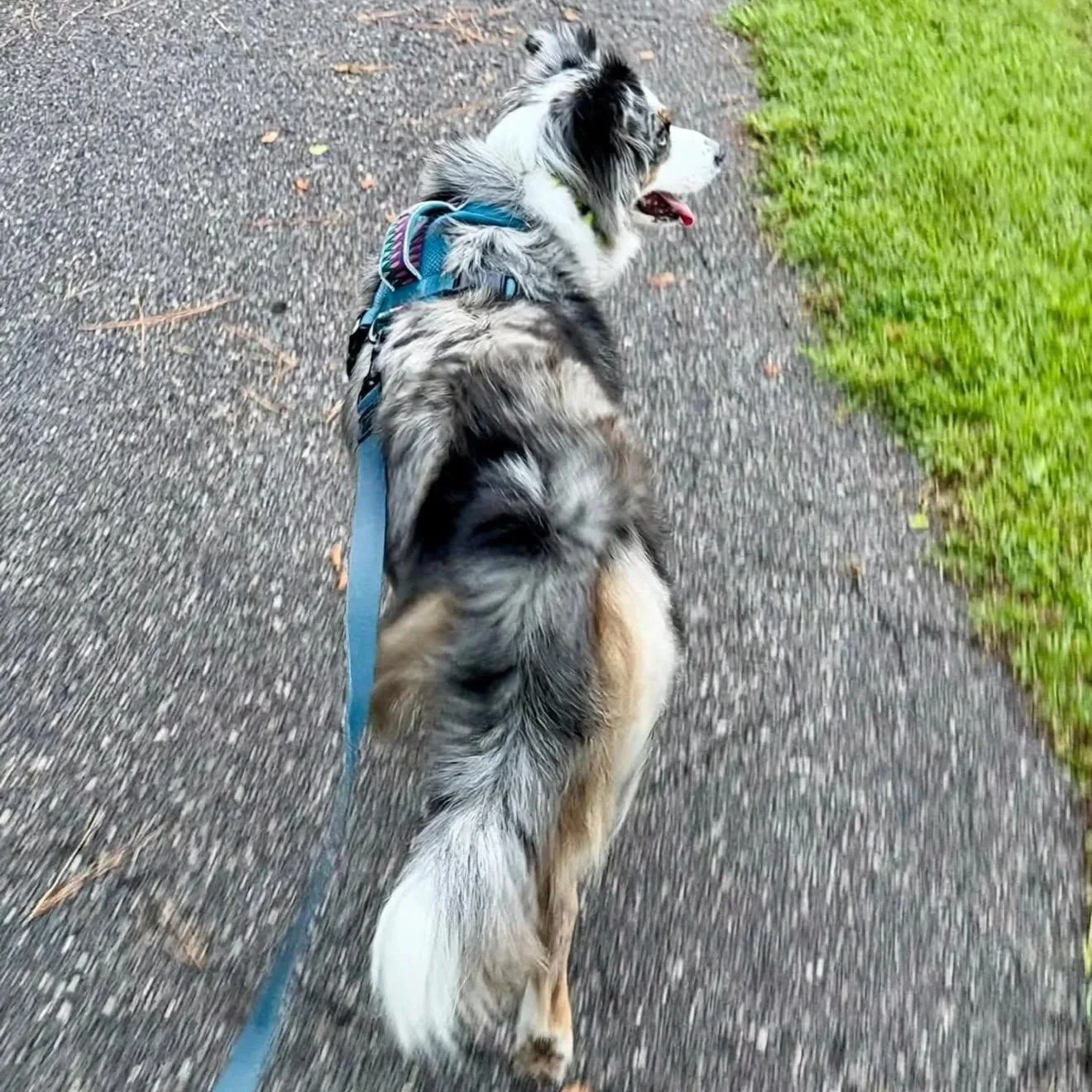 Ambassador Lilo