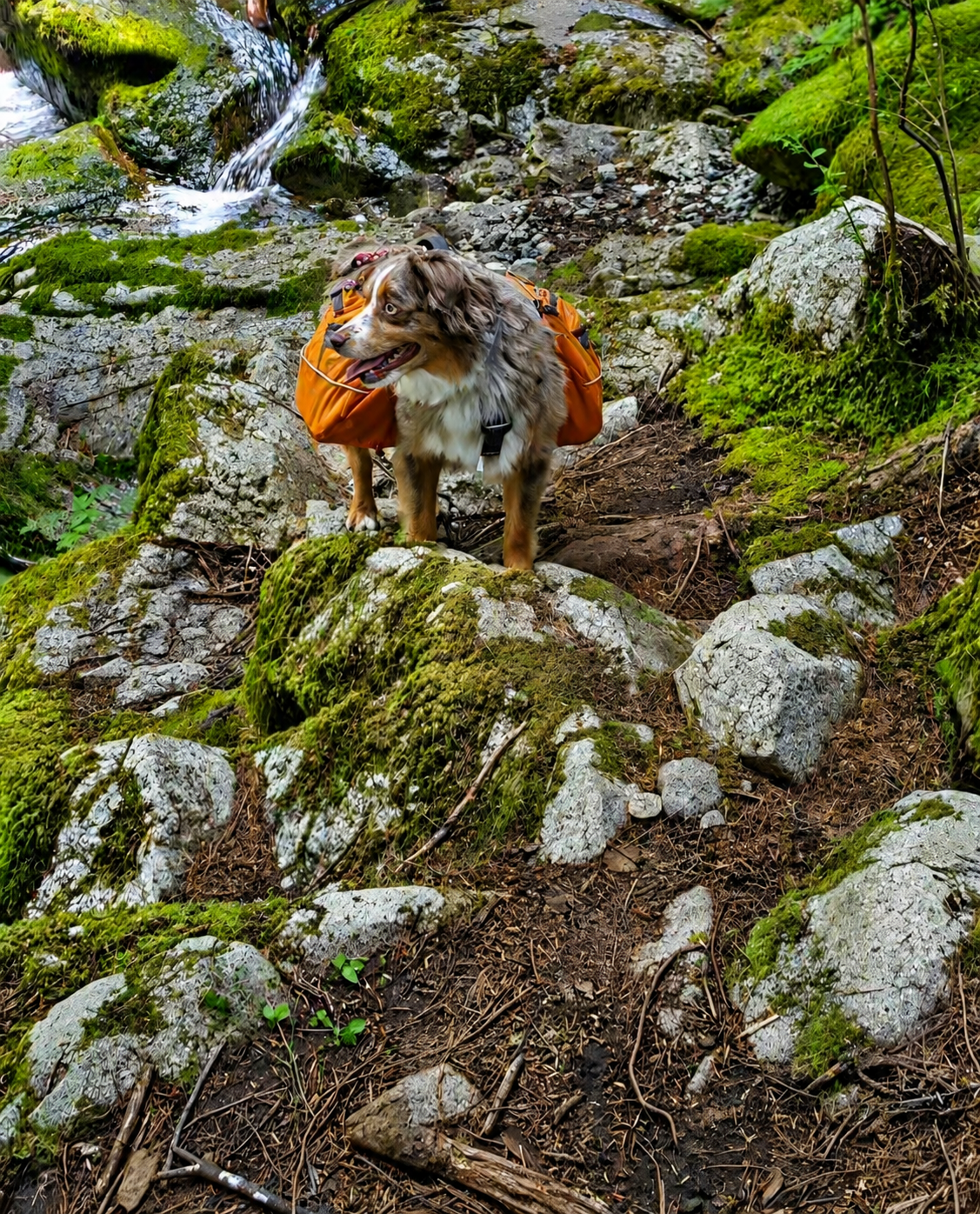 The Ultimate Dog Adventure Packing Checklist