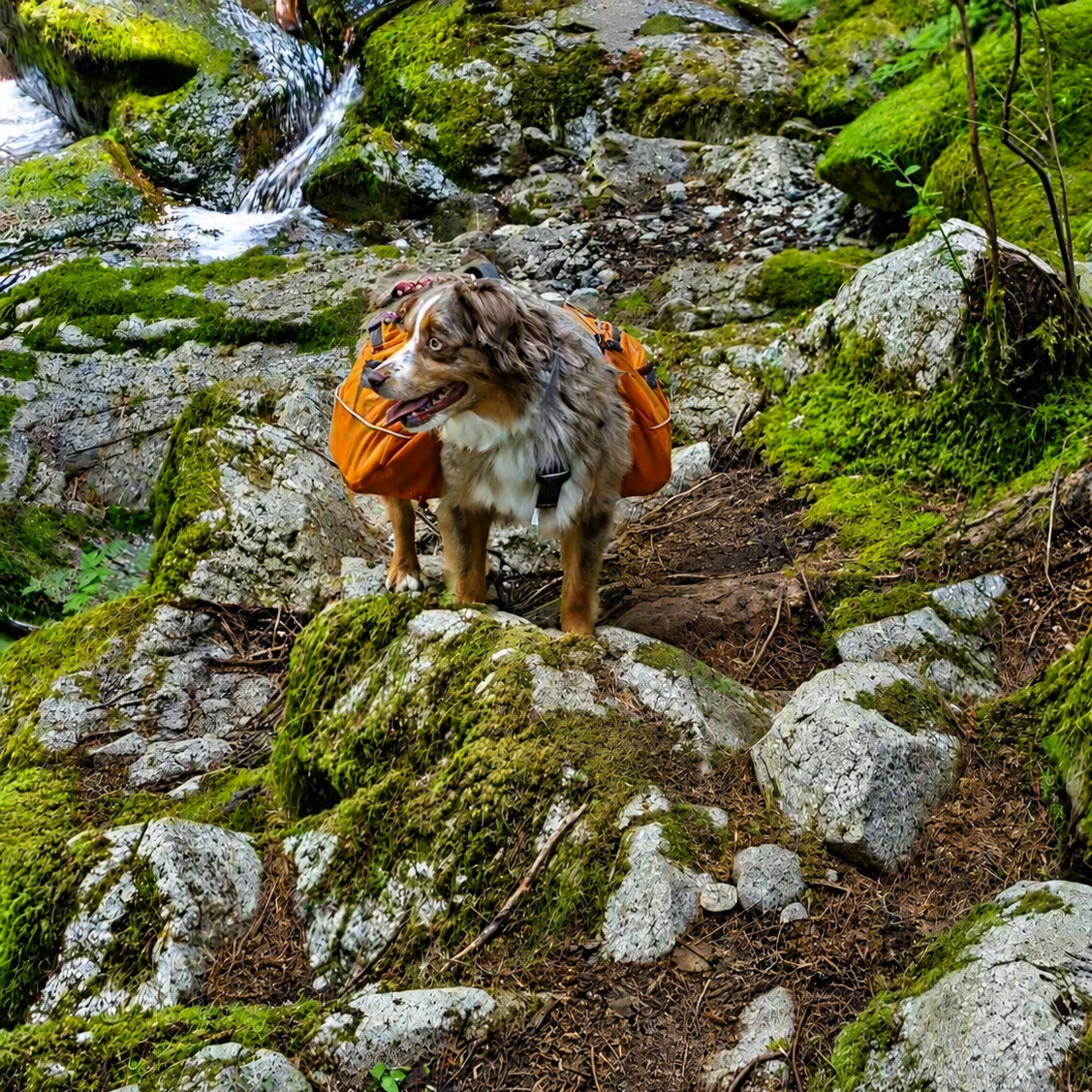 The Ultimate Dog Adventure Packing Checklist