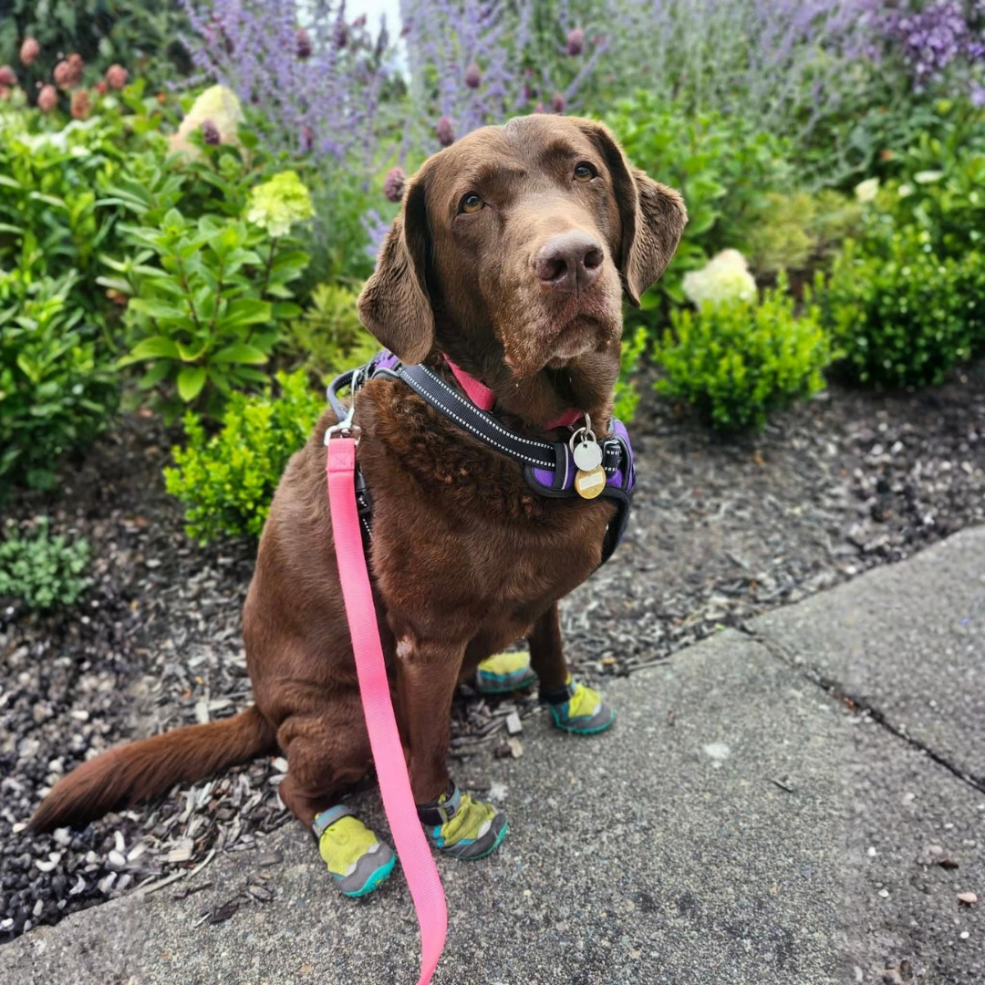 🐾 Protecting Your Dog’s Paws from Hot Pavement